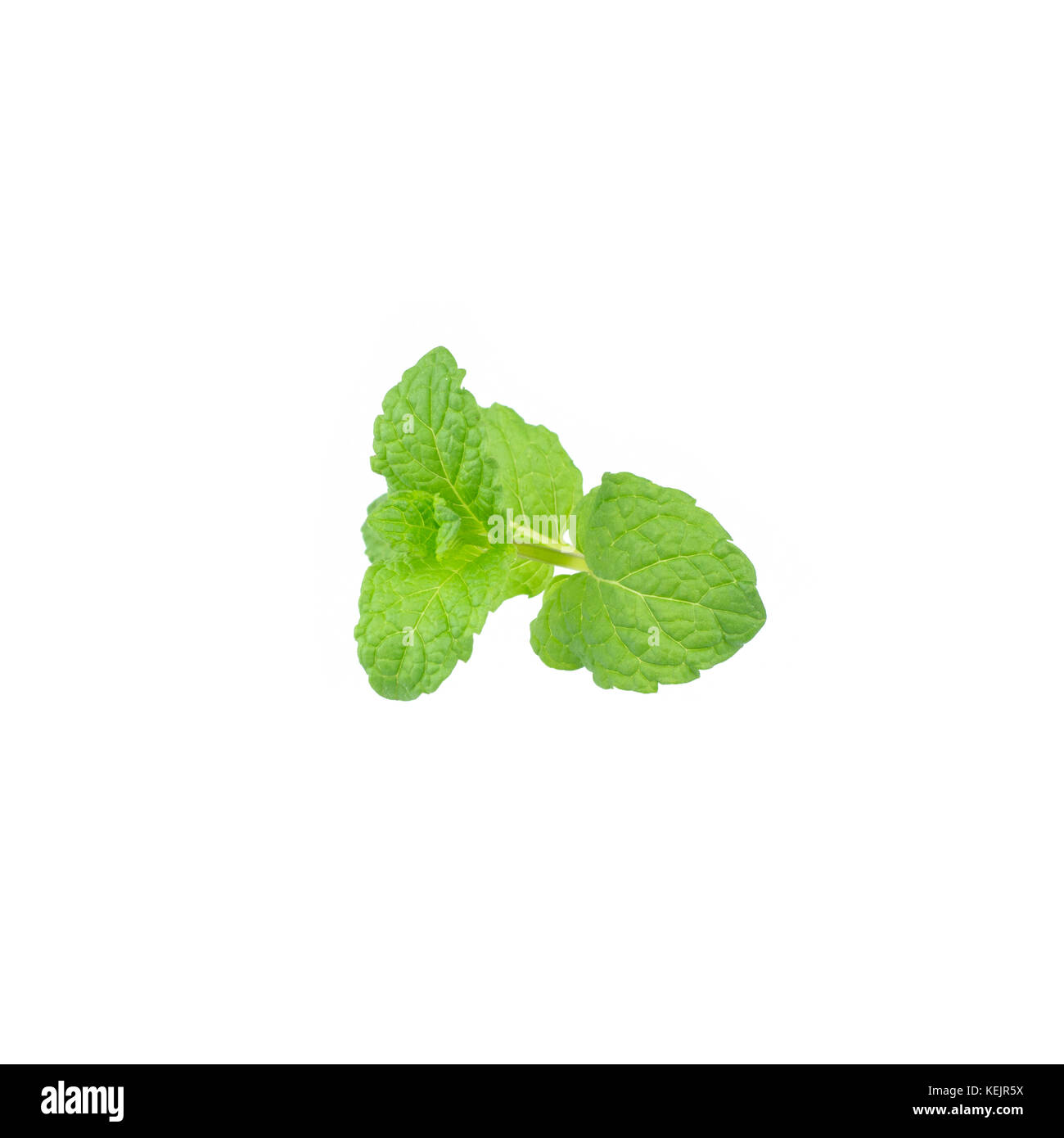 Mint leaf green plants isolated on white background, peppermint