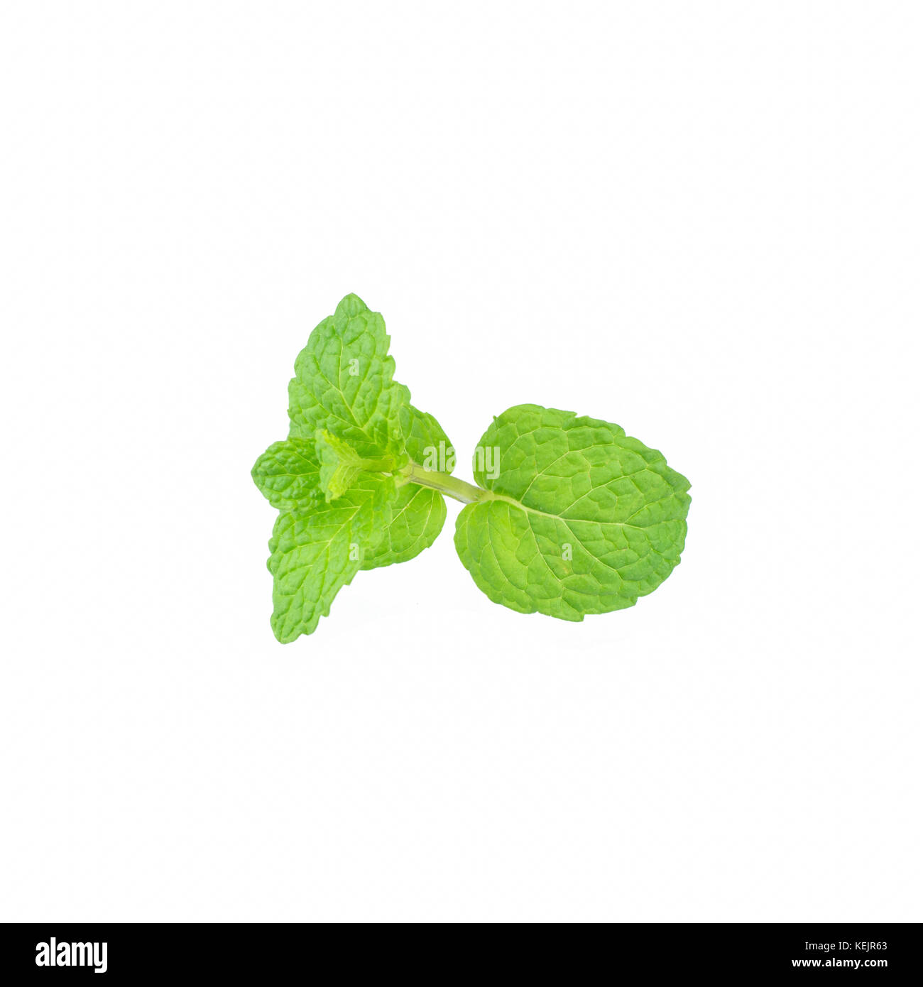 Mint leaf green plants isolated on white background, peppermint