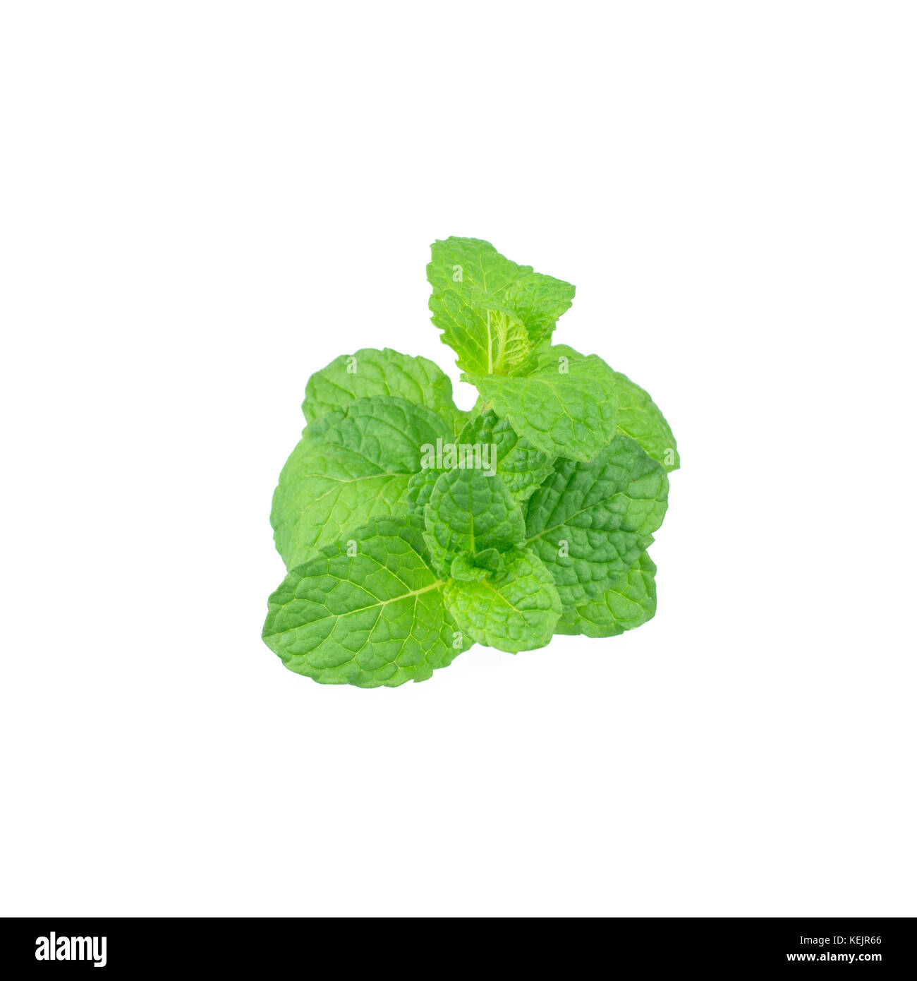 Mint leaf green plants isolated on white background, peppermint aromatic properties of strong