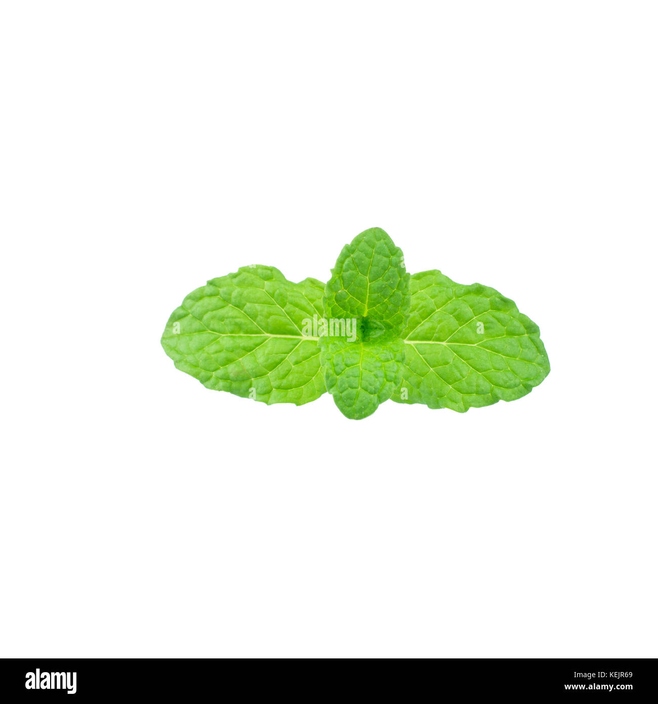 Mint leaf green plants isolated on white background, peppermint
