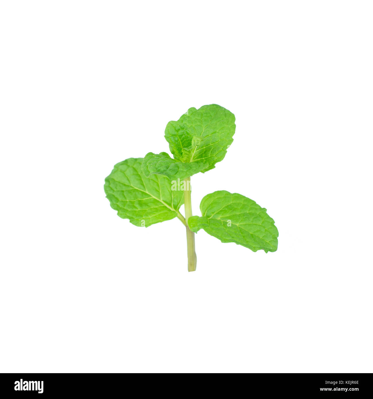 Mint leaf green plants isolated on white background, peppermint