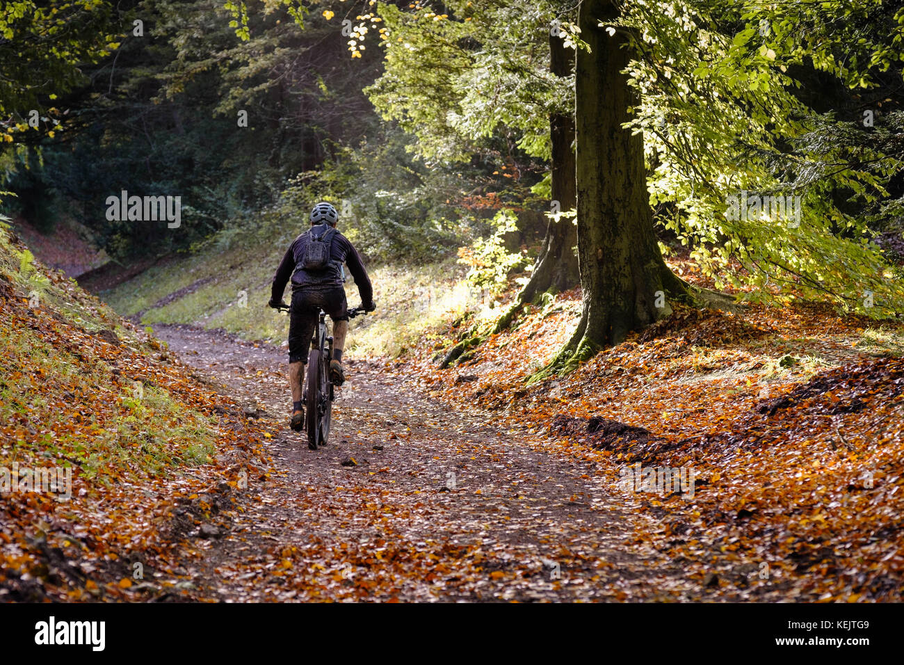 A cyclist mountain bikes up a woodland path on a sunny autumn morning in Wendover Woods, Buckinghamshire, UK Stock Photo