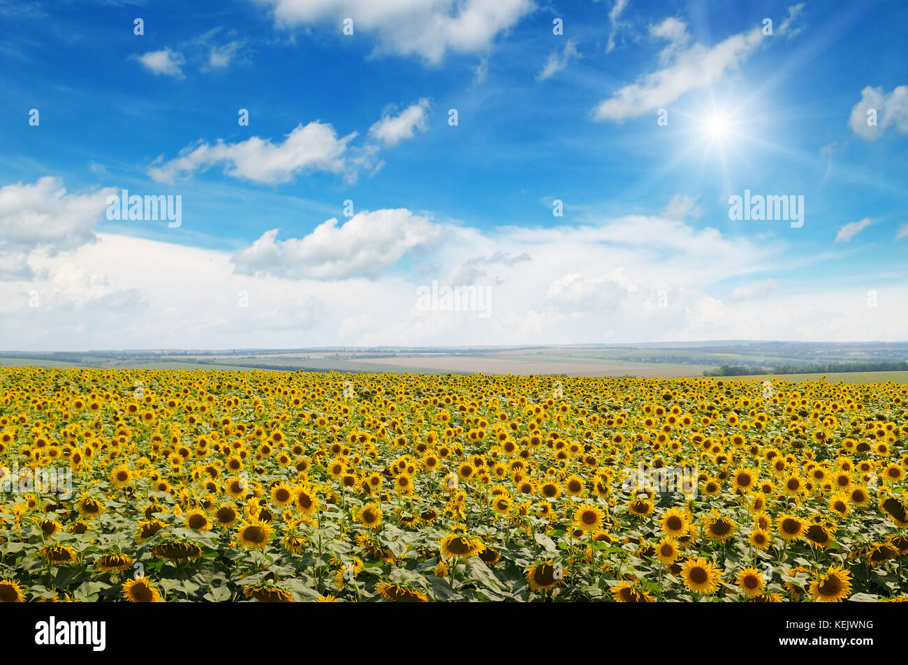 field of sunflowers and blue sky Stock Photo - Alamy