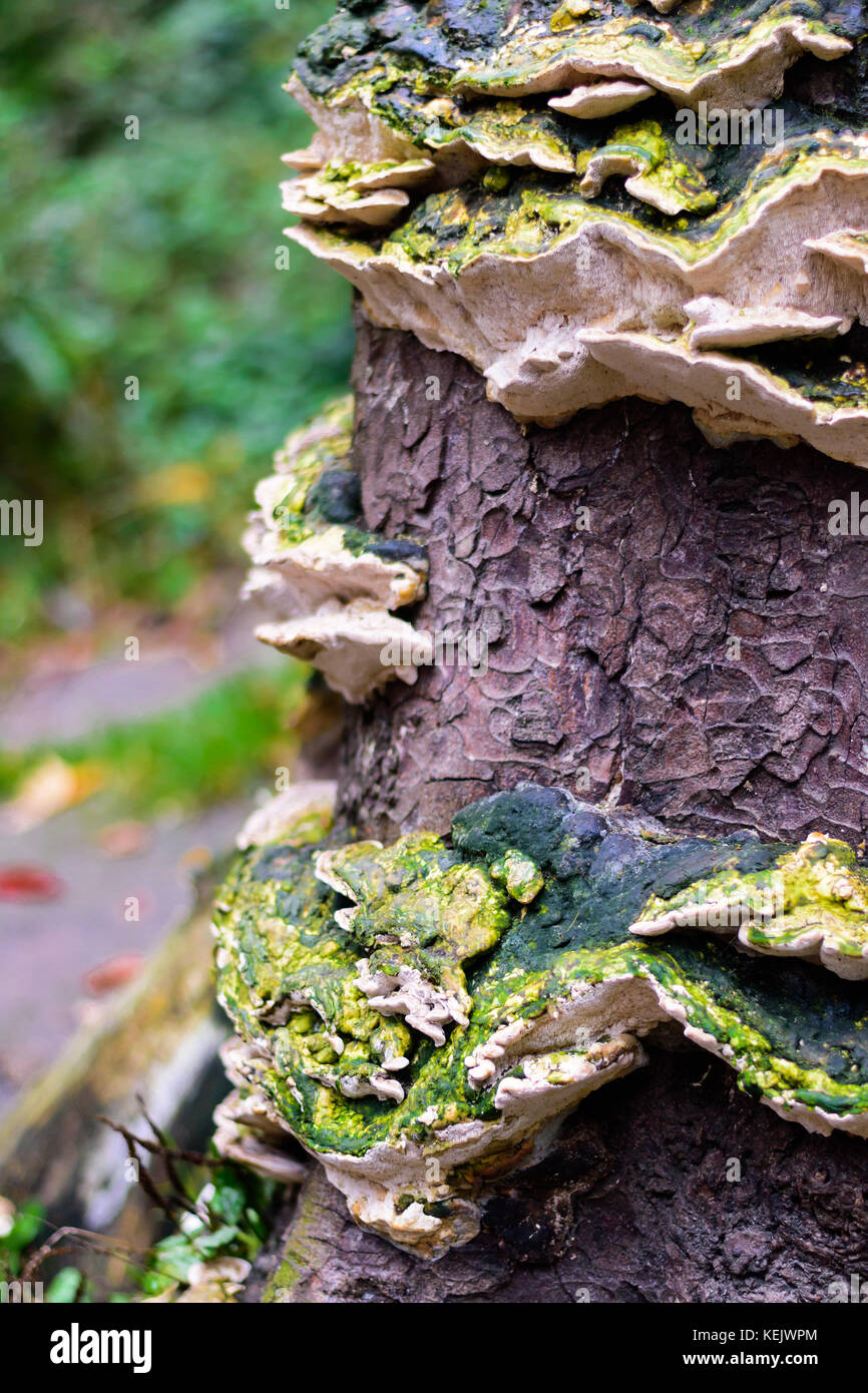 Colourful Mushrooms growing on old tree stump in the forest Stock Photo ...
