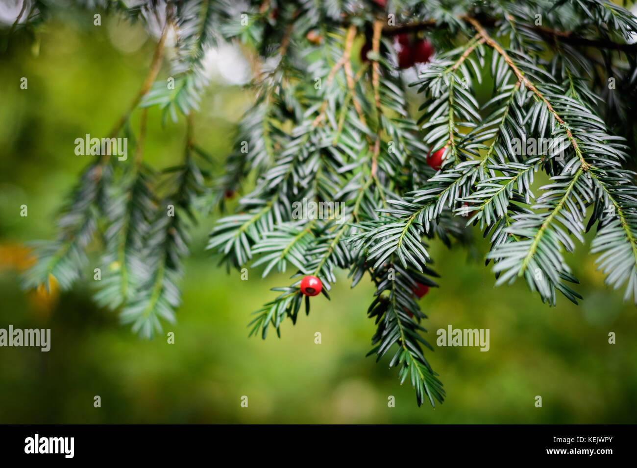 Red berries growing on pine tree Stock Photo: 163913875 - Alamy