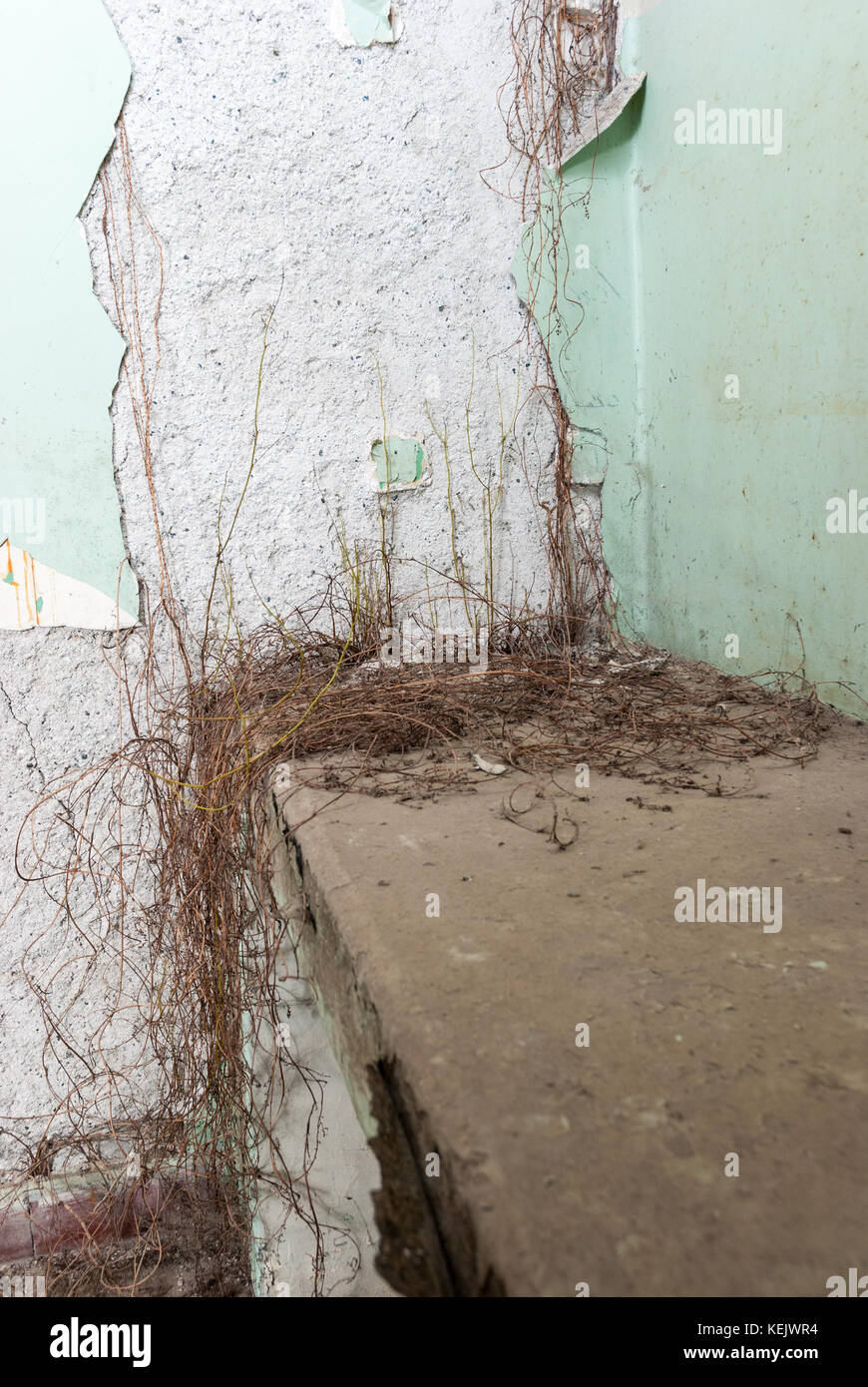 Vines growing in the walls of an abandoned sanatorium hospital room
