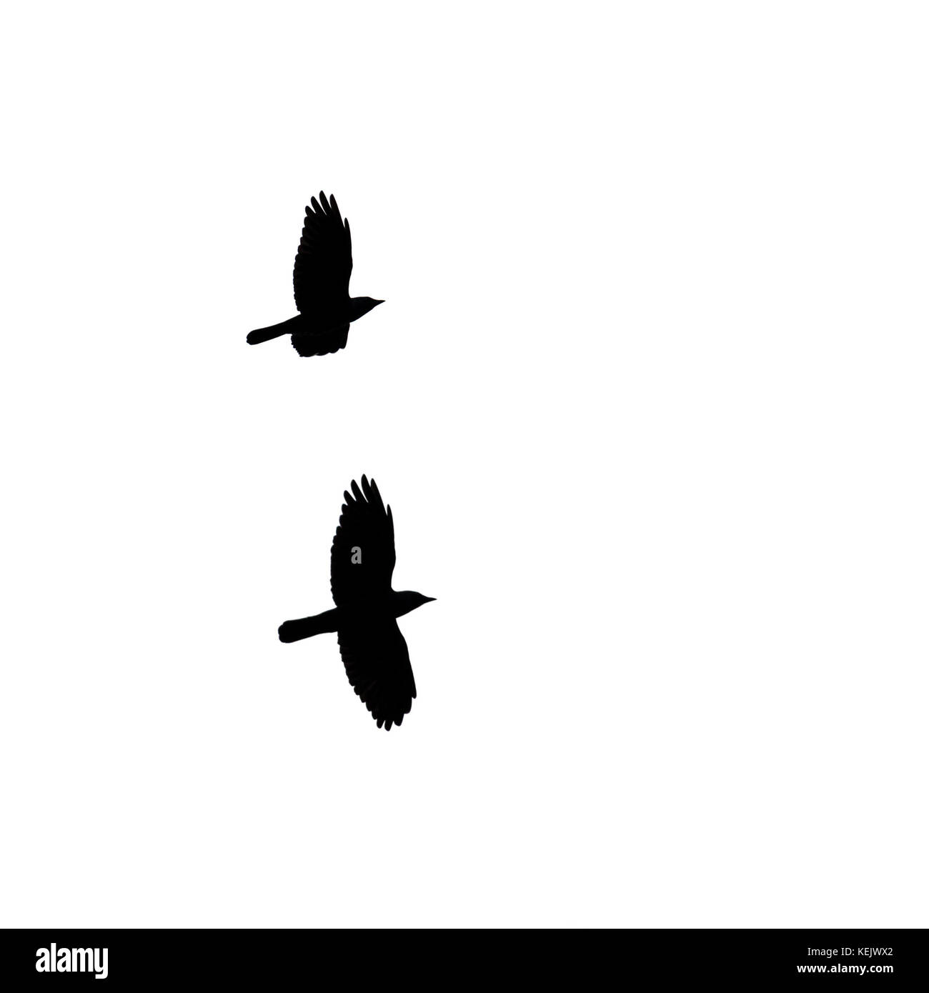 Two silhouetted crows flying across a white background. Stock Photo