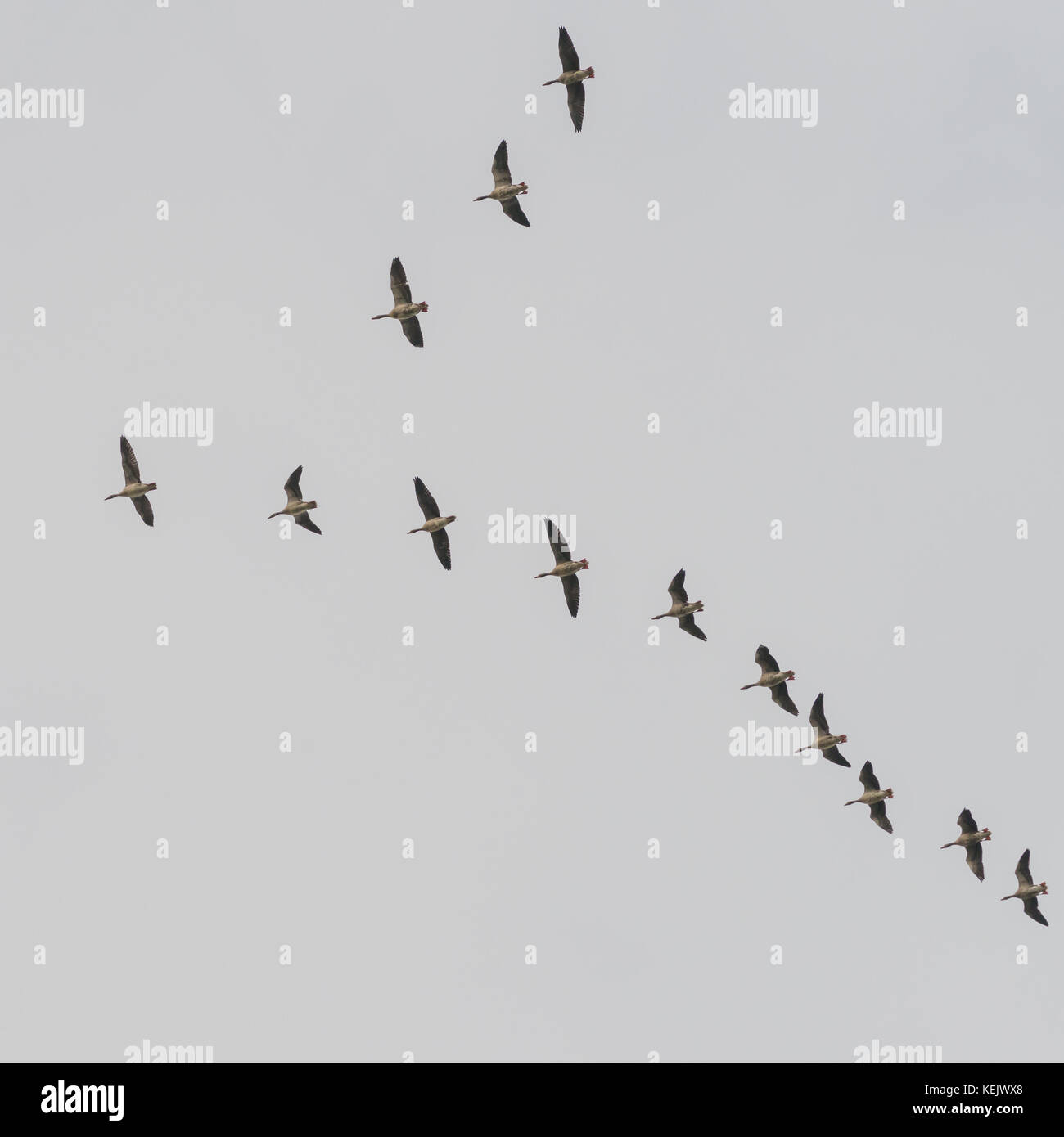 A V shaped formation of geese flock together through a grey sky Stock