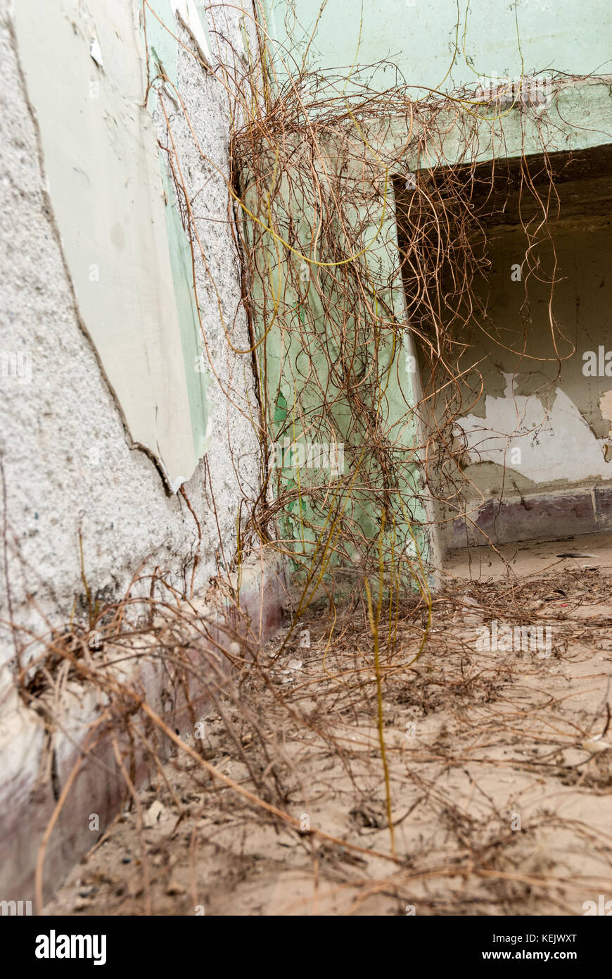 Vines growing in the walls of an abandoned sanatorium hospital room