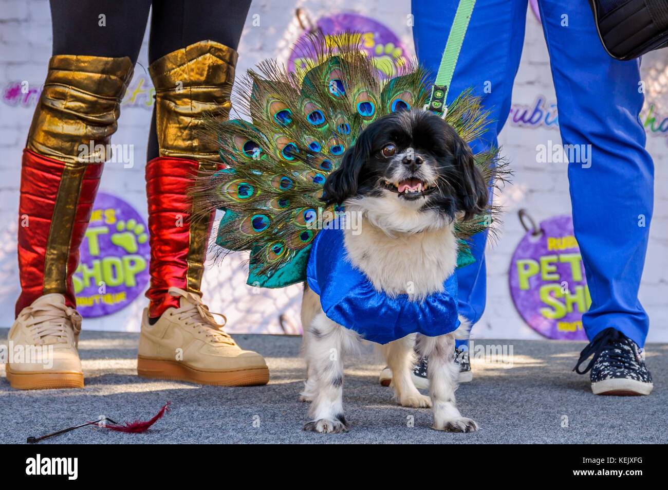 Dog dressed as A Rod - Yankees at the 19th Annual Topkins Square Halloween  Dog Parade New York City, USA - 25.10.09 Stock Photo - Alamy
