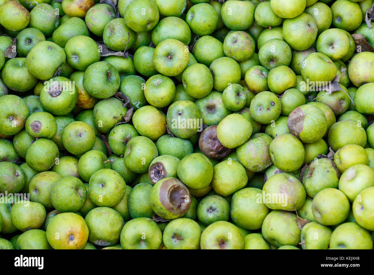 Bulk Green Apples for Deer Stock Photo Alamy