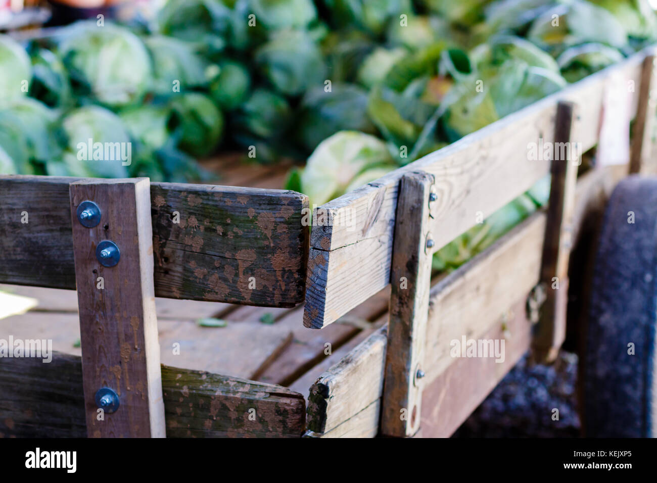 Cabbage in a wood cart Stock Photo - Alamy