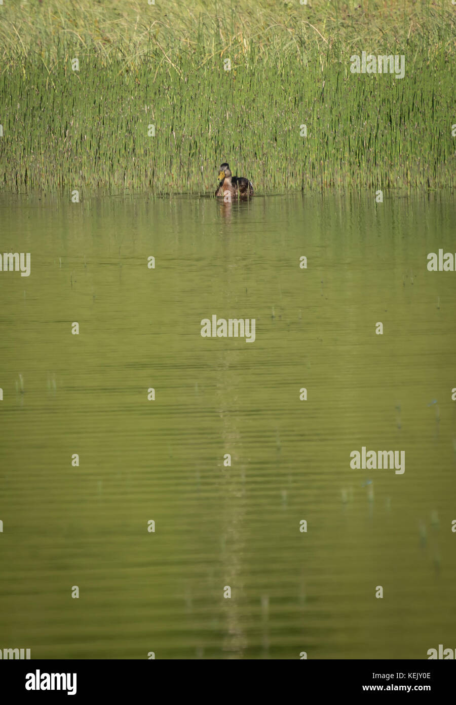 Empty duck pond hi-res stock photography and images - Alamy