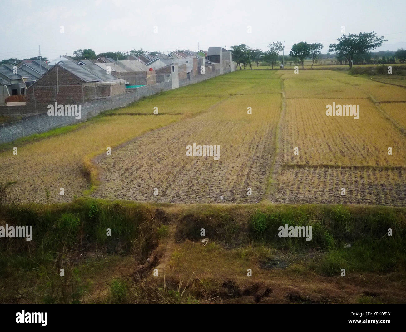 New housing beside a paddy field in Surakarta (Solo) in Central Java, Indonesia. Stock Photo