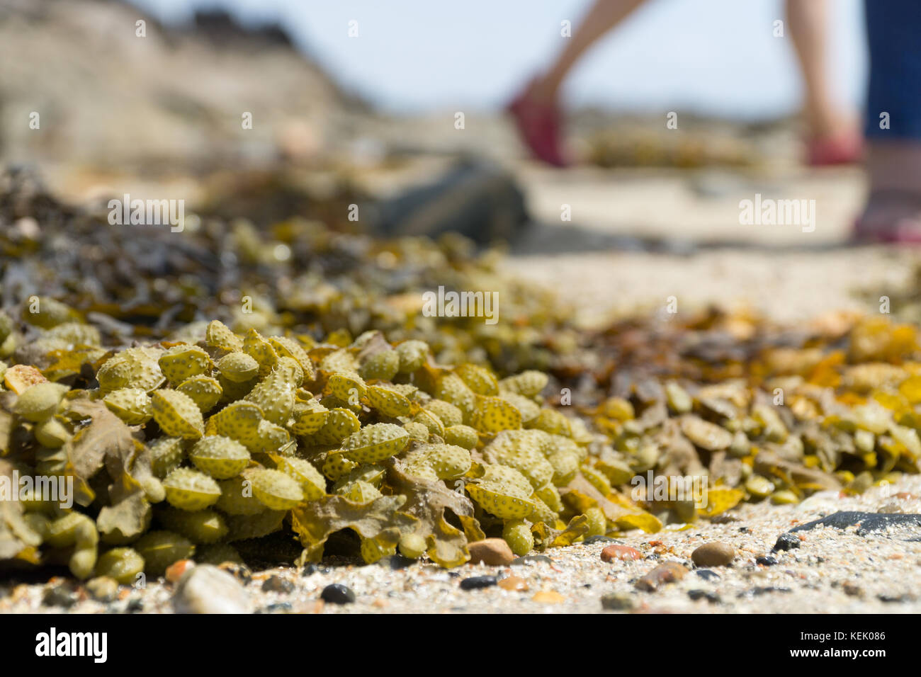 Spiral Wrack in the foreground with a group of walkers foraging for edible Seaweed,Jersey,Channel Islands Stock Photo