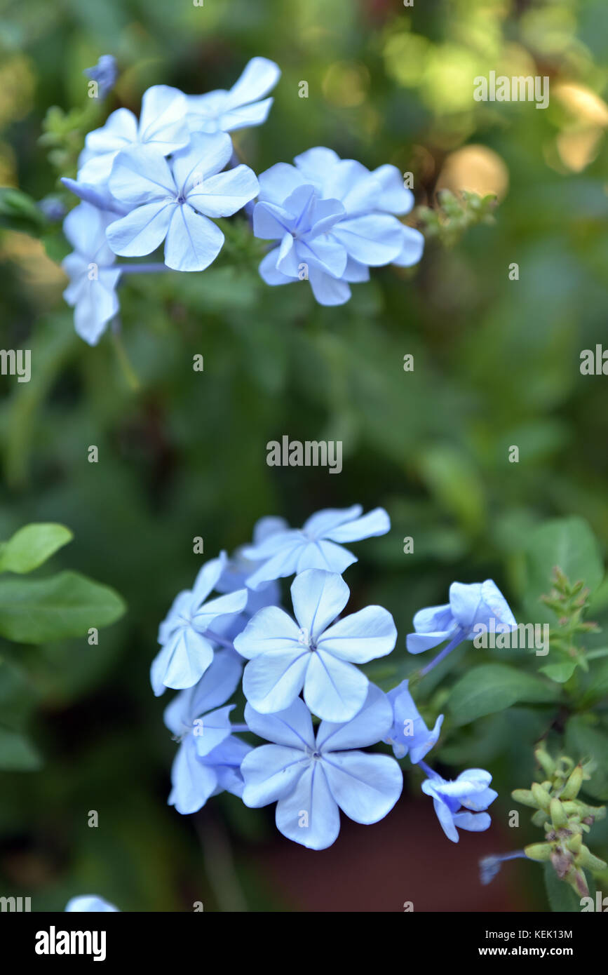 Pale or light blue phlox flowers with clusters of five petal blooms in