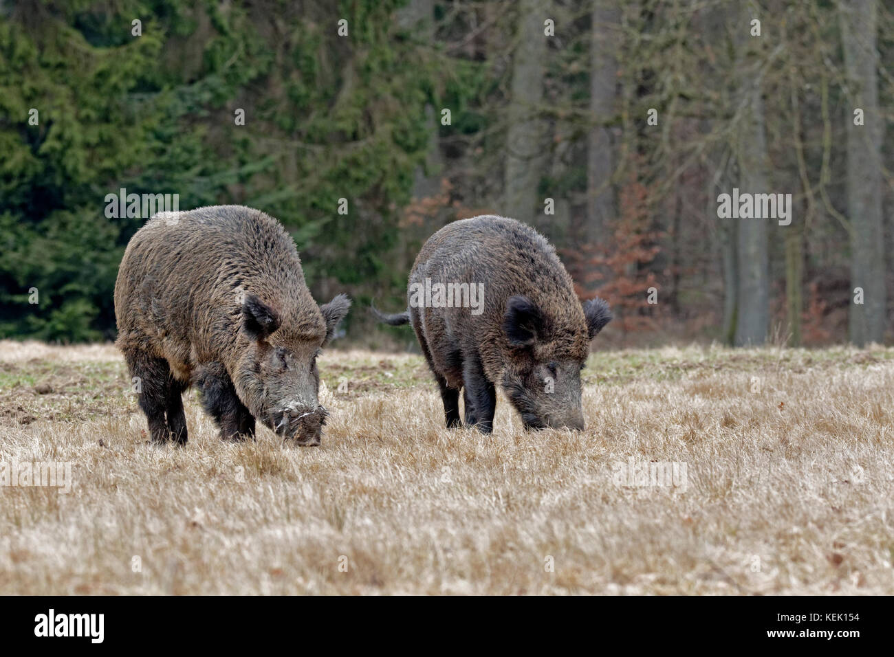 Wild boars (Sus scrofa), tusker, Schleswig Holstein, Germany, Europe Stock Photo