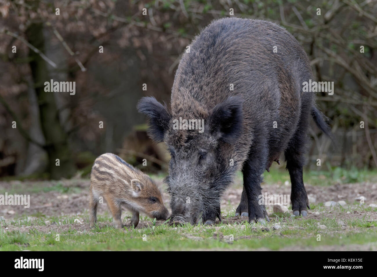 Wild Boars (Sus scrofa), sow and piglets, Schleswig Holstein, Germany, Europe Stock Photo