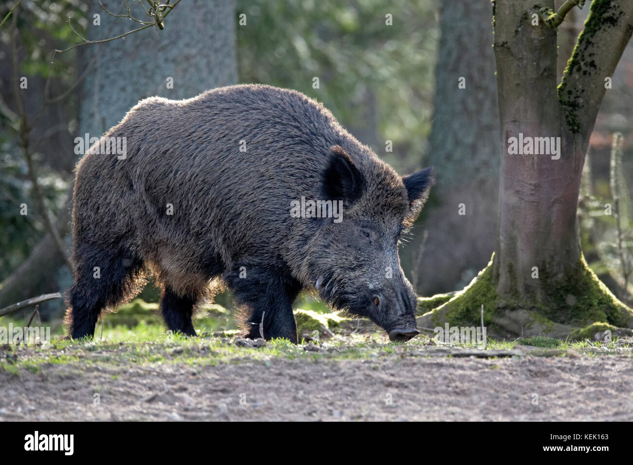 Wild boar (Sus scrofa), tusker, Schleswig Holstein, Germany, Europe Stock Photo