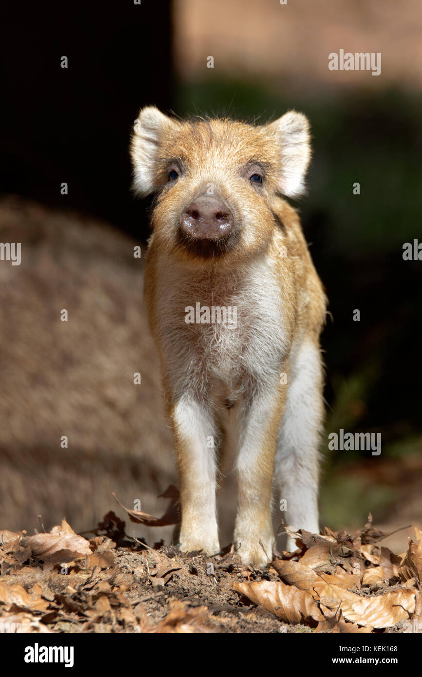 Wild Boar (Sus scrofa), piglet, standing, Schleswig-Holstein, Germany, Europe Stock Photo