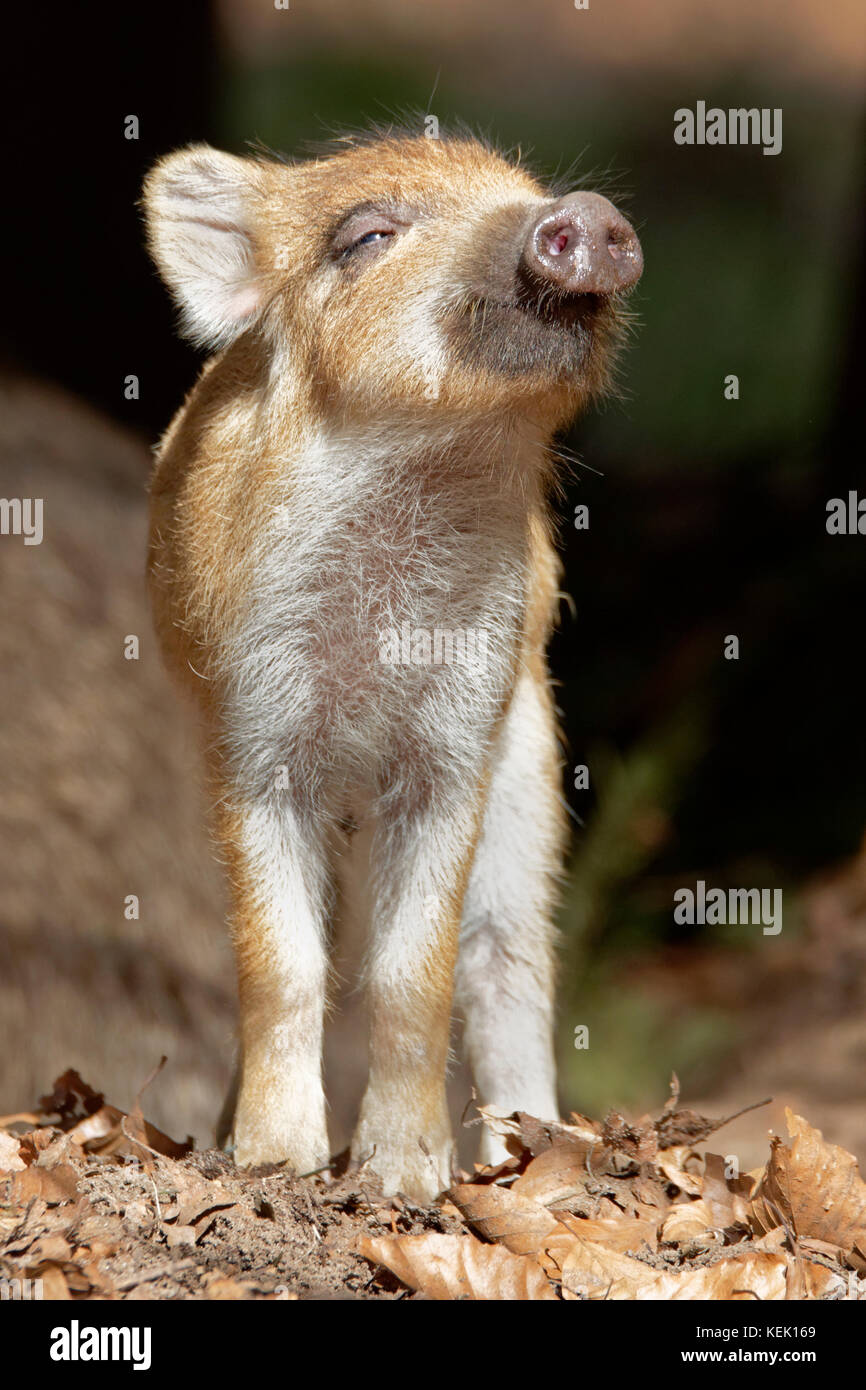 Wild Boar (Sus scrofa), piglet, standing, Schleswig-Holstein, Germany, Europe Stock Photo