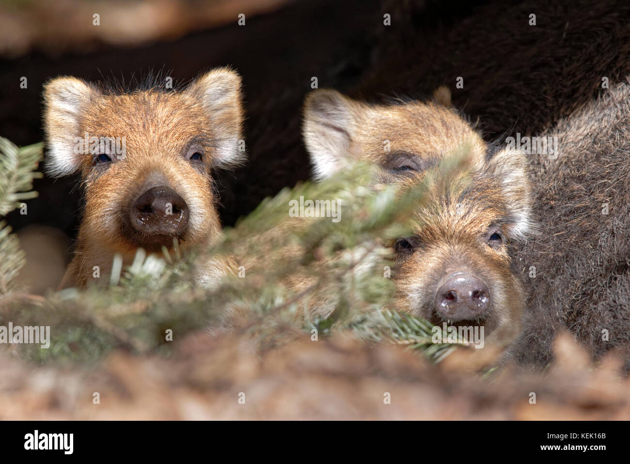 Wild Boars (Sus scrofa), piglet, group, Schleswig-Holstein, Germany,  Europe Stock Photo