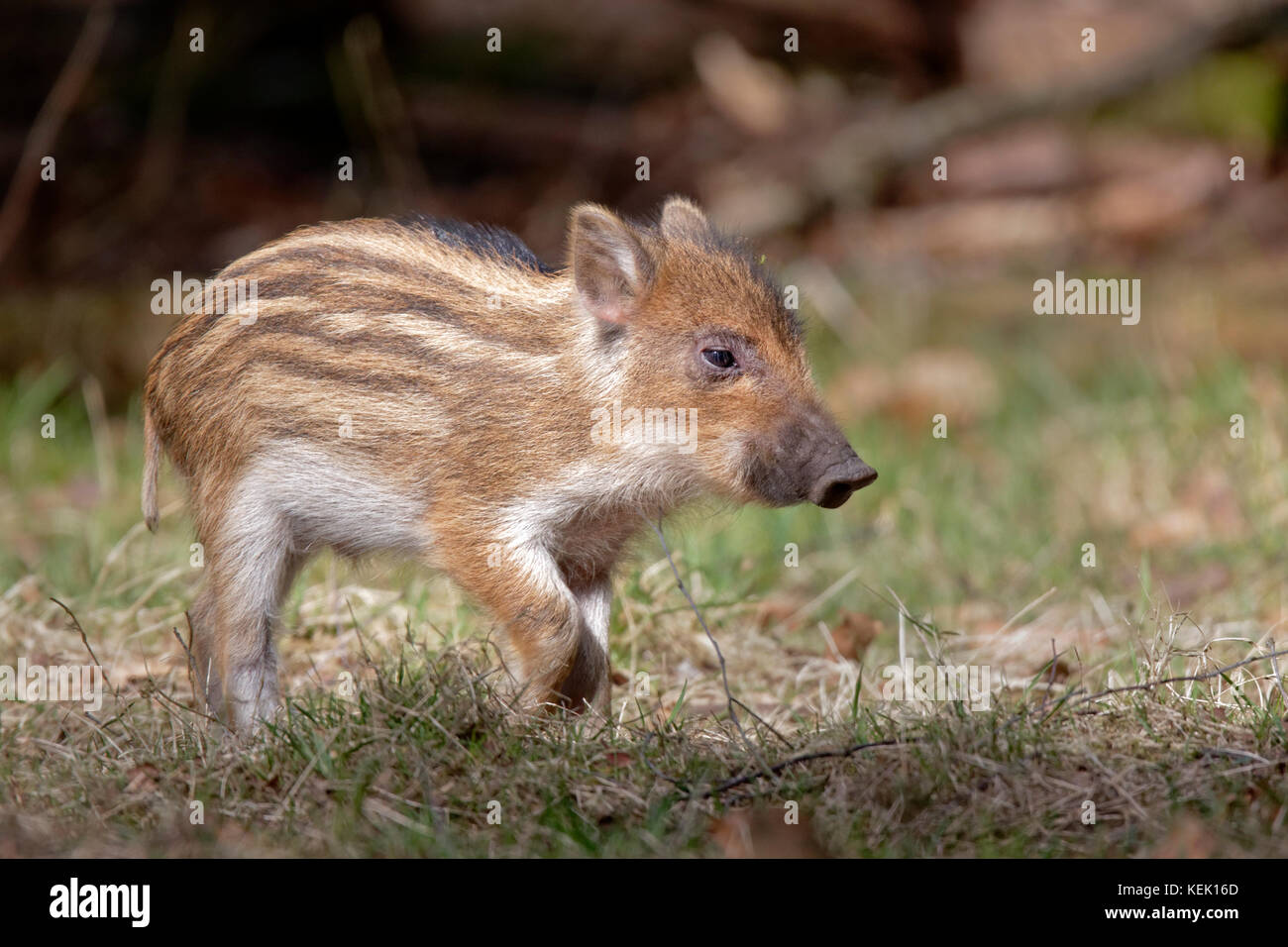 Wild Boar (Sus scrofa), piglet, standing, Schleswig-Holstein, Germany, Europe Stock Photo