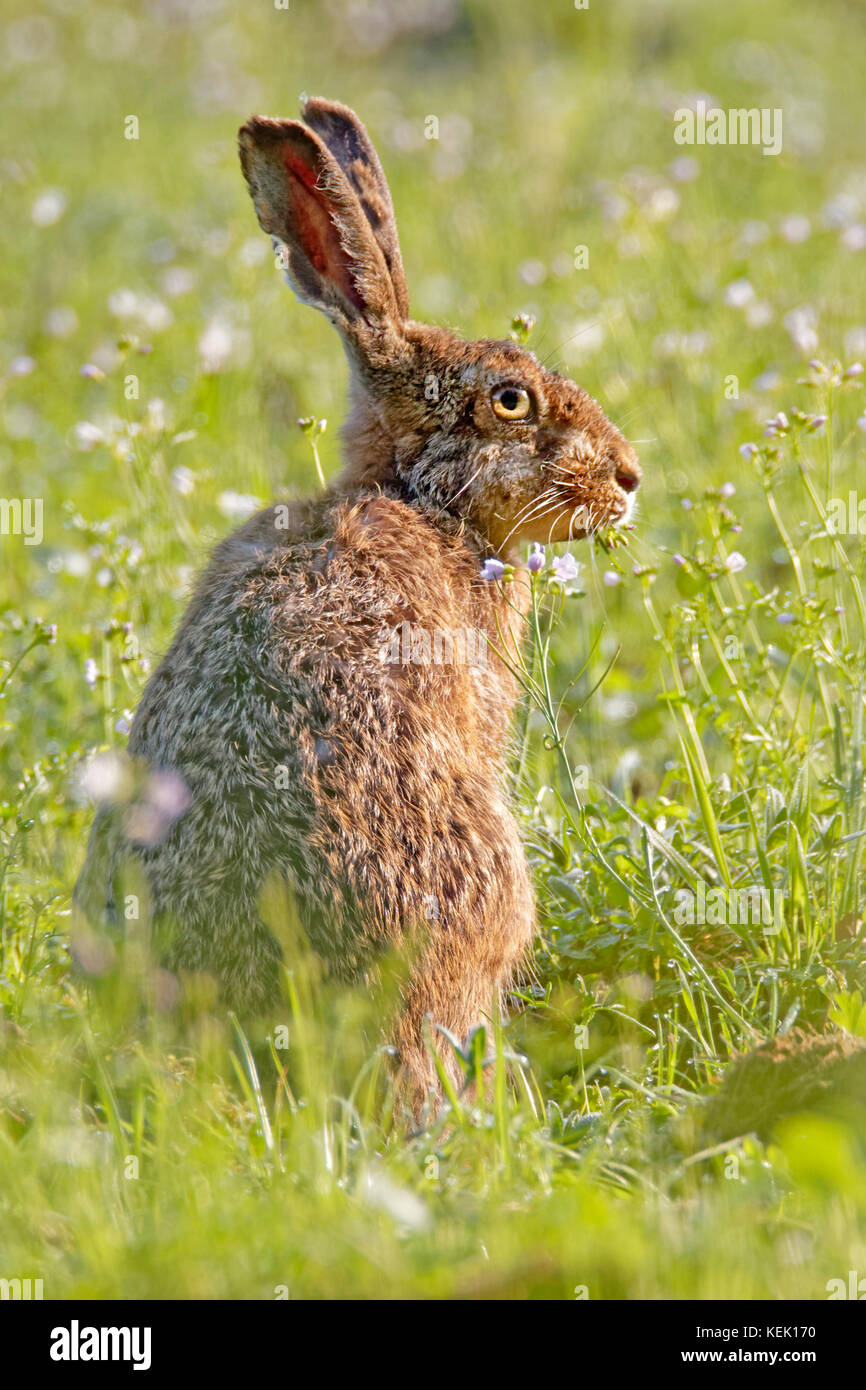 European Hare or Brown Hare (Lepus europaeus),  Schleswig-Holstein, Germany, Europe Stock Photo