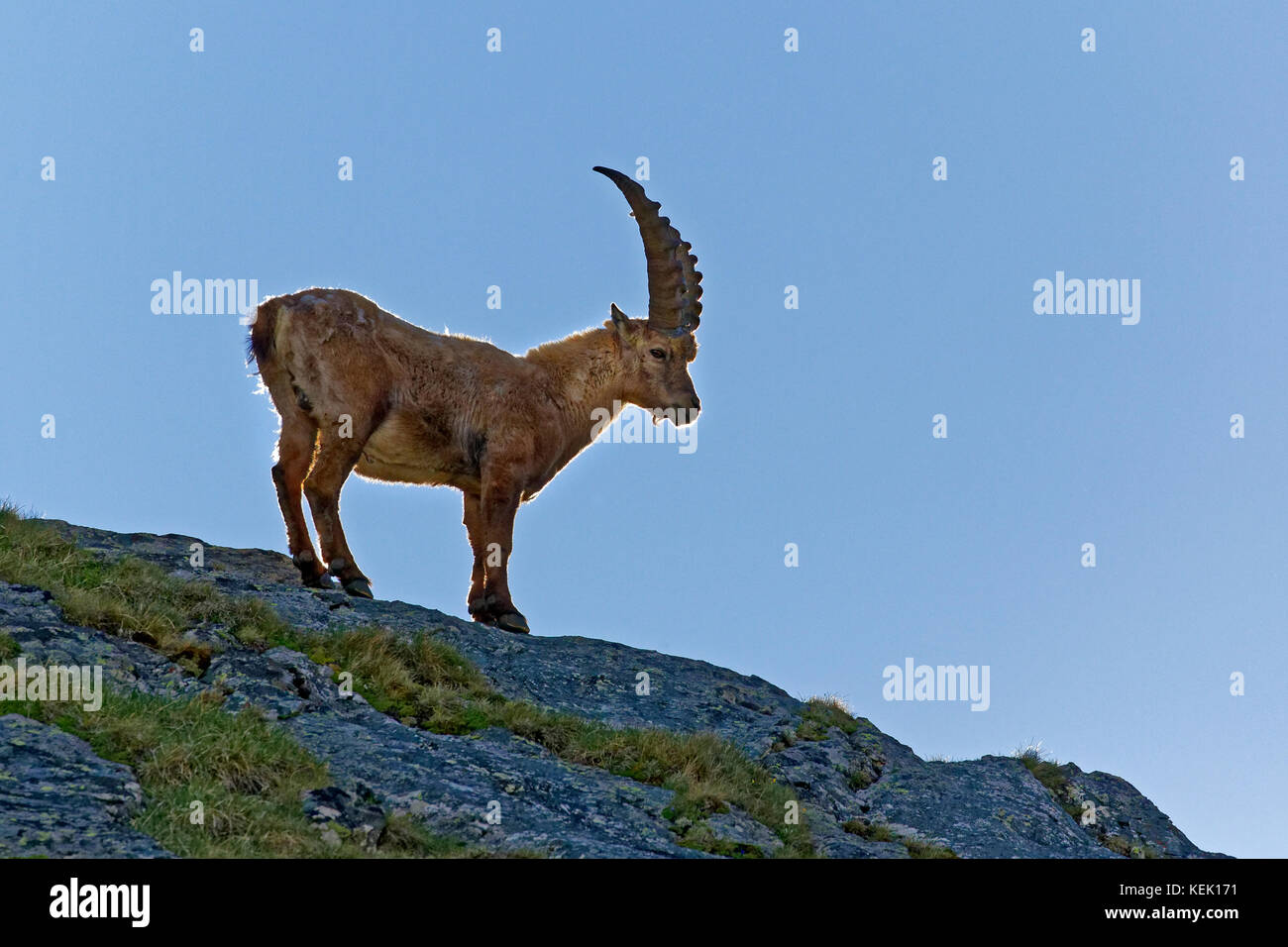 Alpine Ibex or Steinbock (Capra ibex), Grossglockner, High Tauern Nationalpark, Carinthia, Austria Stock Photo