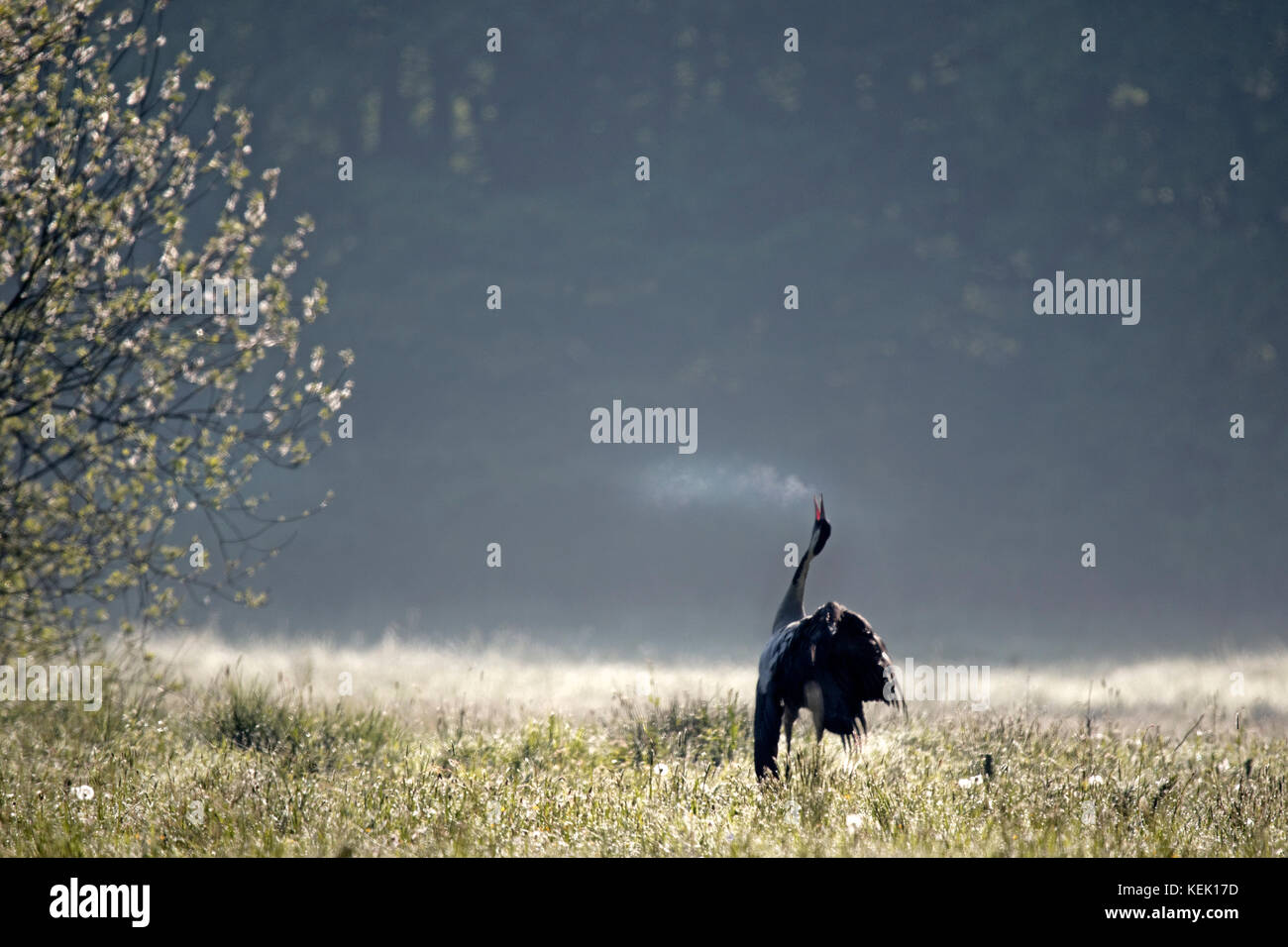 Common Crane (Grus grus), Schleswig-Holstein, Germany, Europe Stock Photo