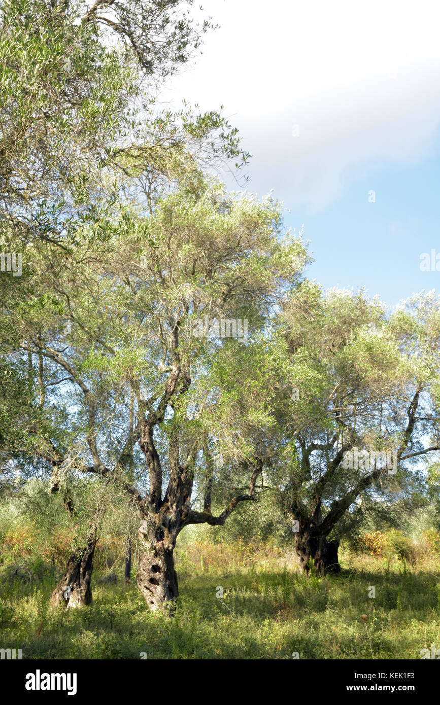olive trees growing in open groves or fields in kassiopi on the greek