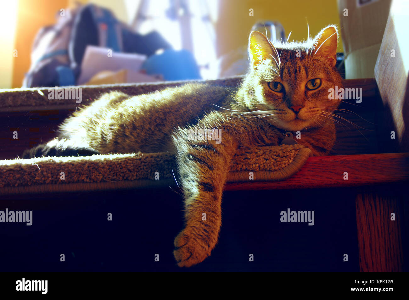Bored domestic cat lying and relax on stairs. Backlighted fur. Stock Photo