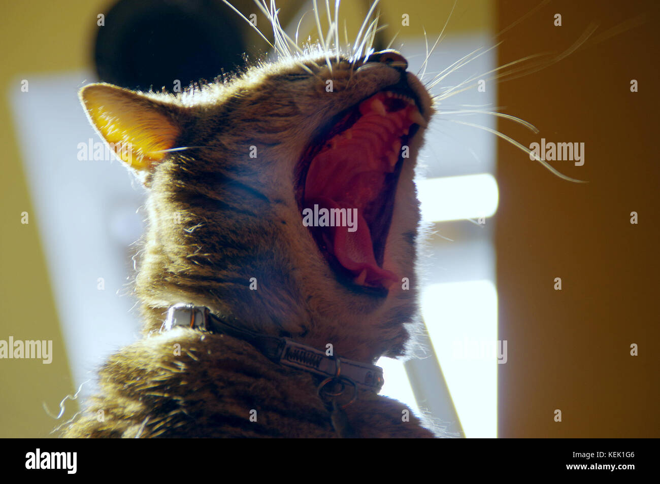 Yawning domestic cat with wide open big mouth. Stock Photo