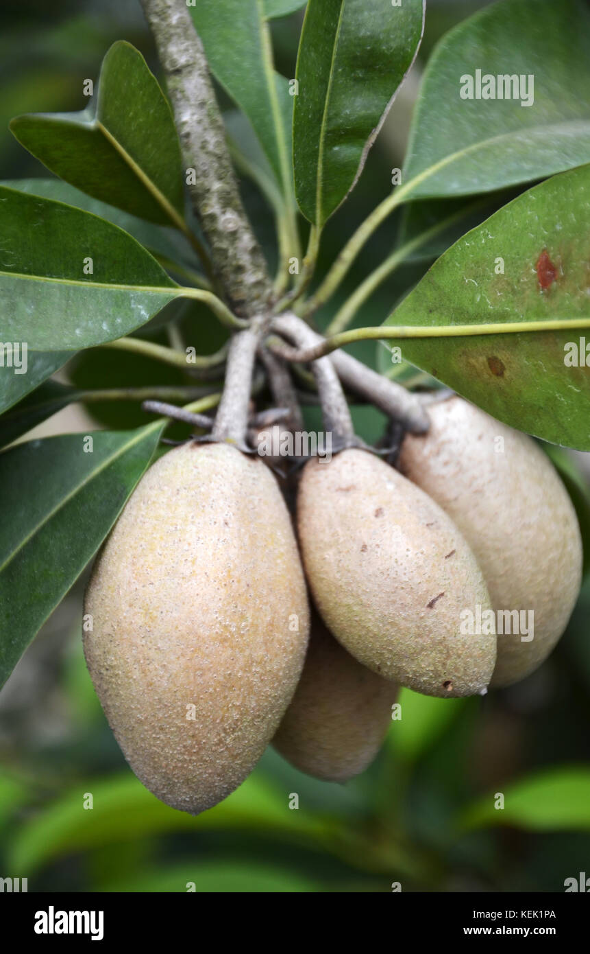 Chiku fruits on the tree. Chiku also known as Sapodilla Stock Photo Alamy