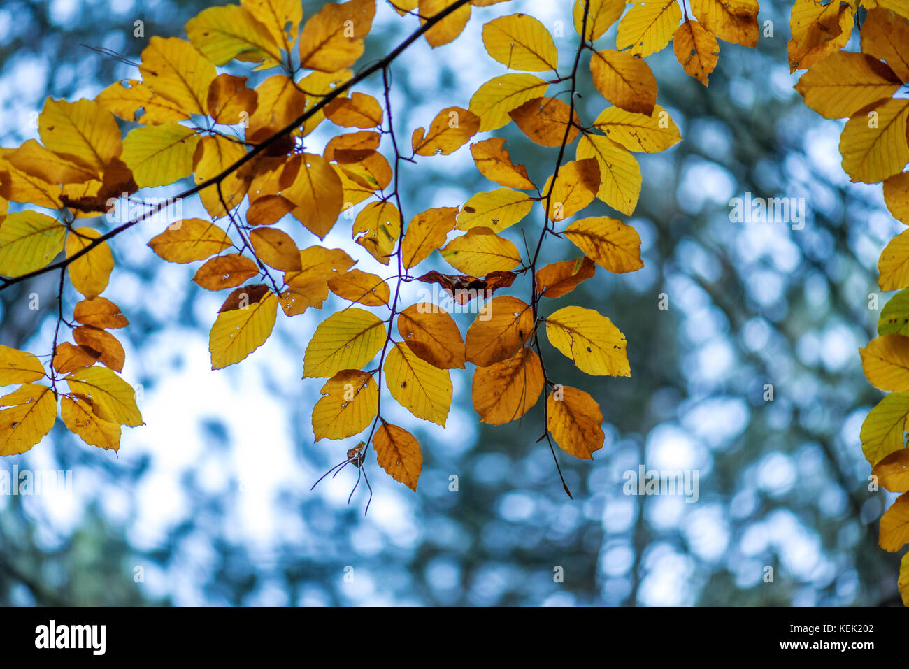 Colorful autumn maple leaves on a tree branch Stock Photo - Alamy