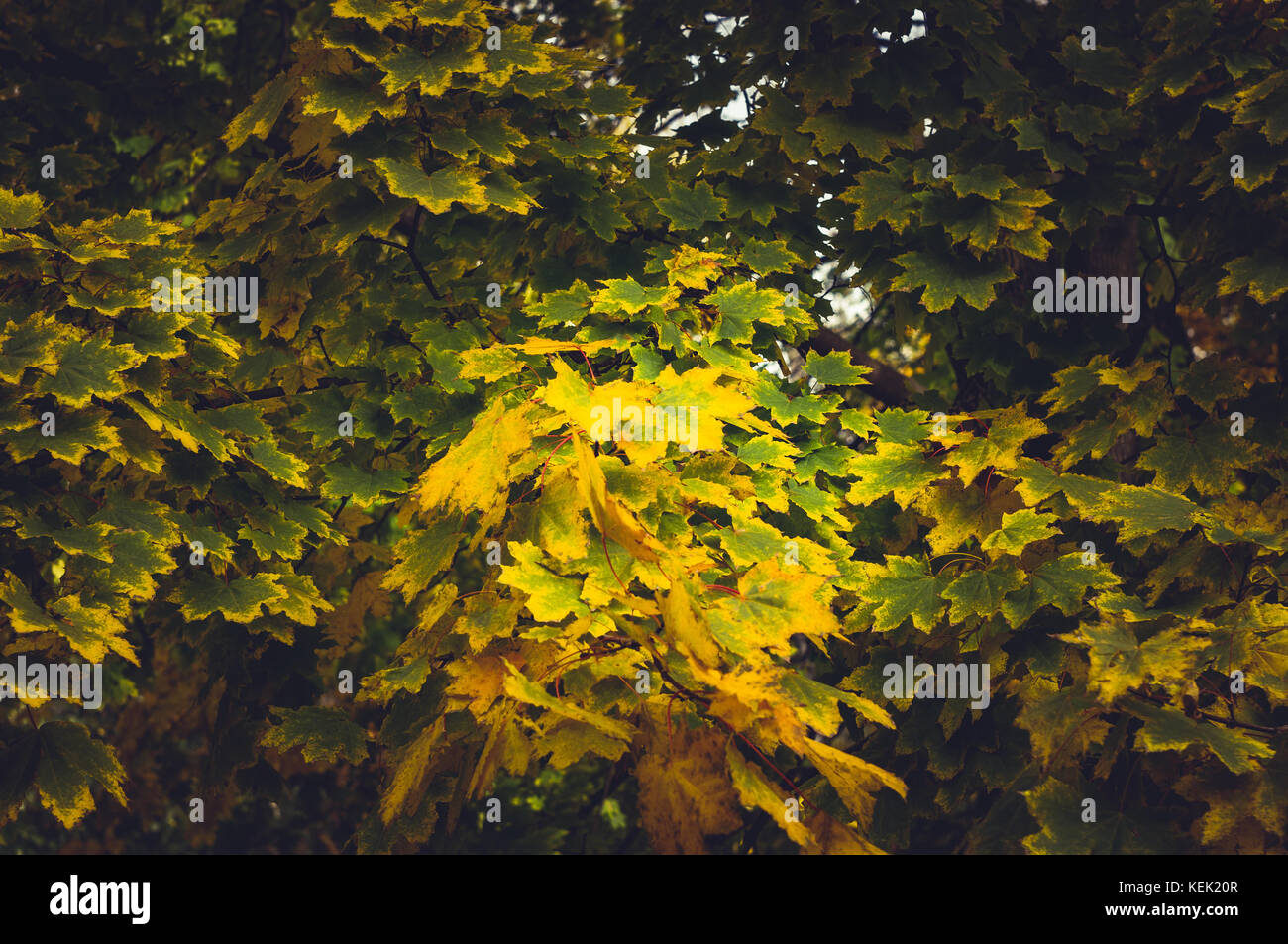 beautiful autumn yellow leaves on a large tree Stock Photo - Alamy