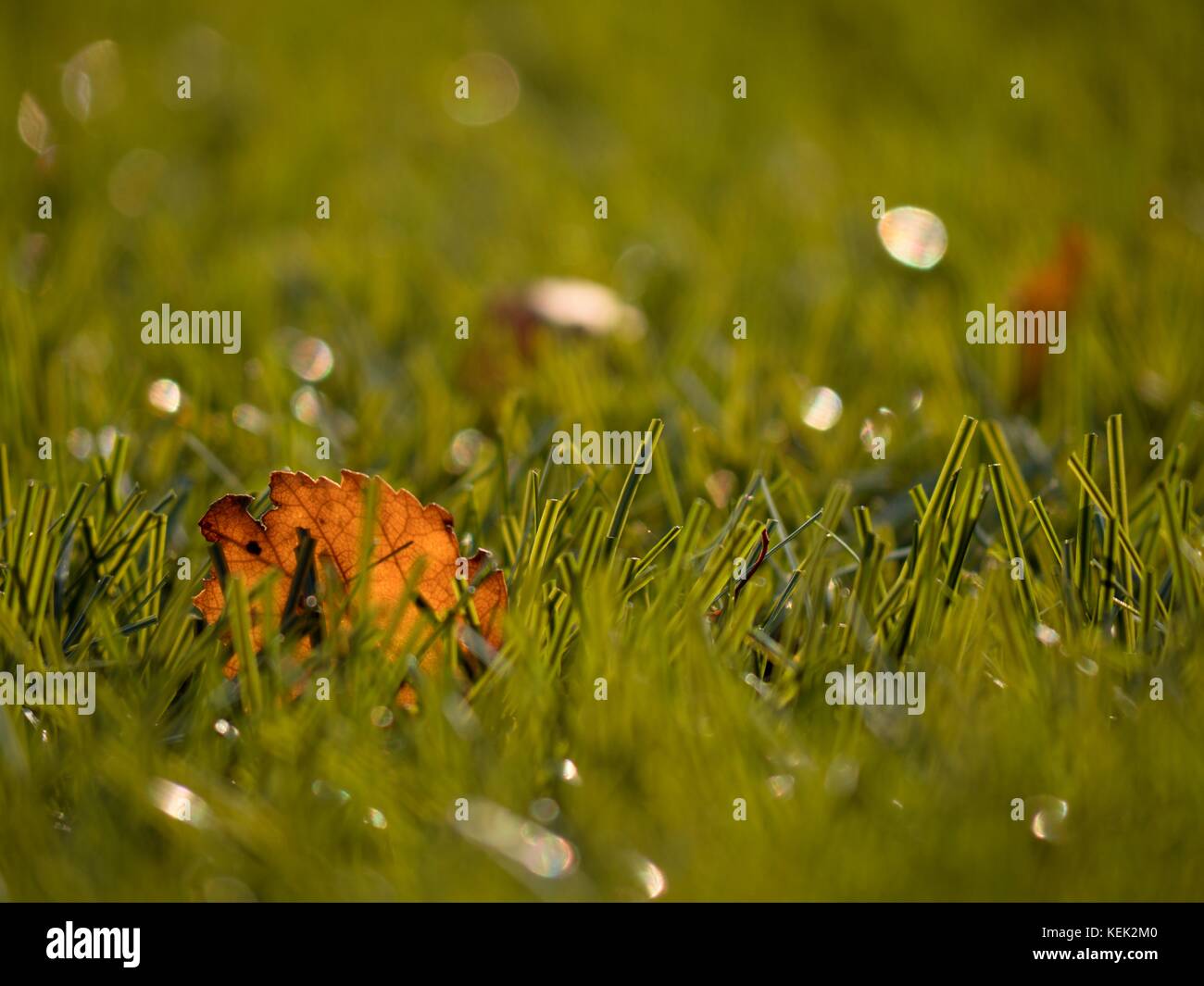 Football playfield. Outdoor soccer playground, poor grass at end of season with first colorful
