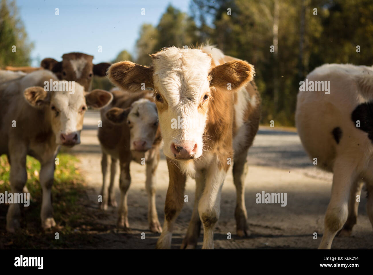 little curious calf walking on the road Stock Photo Alamy