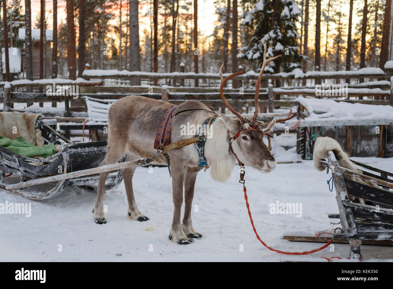 reindeer-drawn sleigh in the winter in Finland Stock Photo