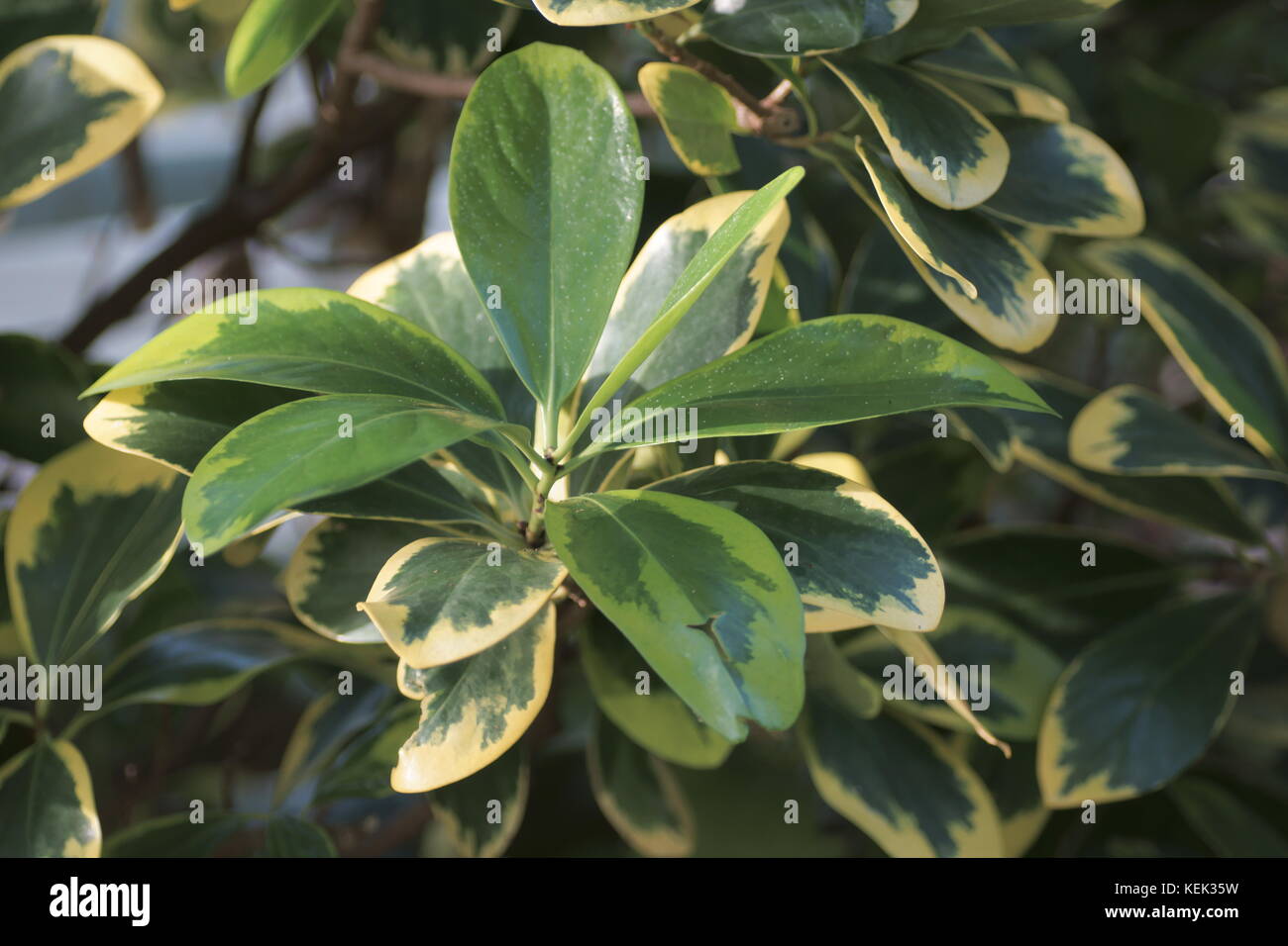 Corynocarpus laevigatus 'Variegata' Stock Photo