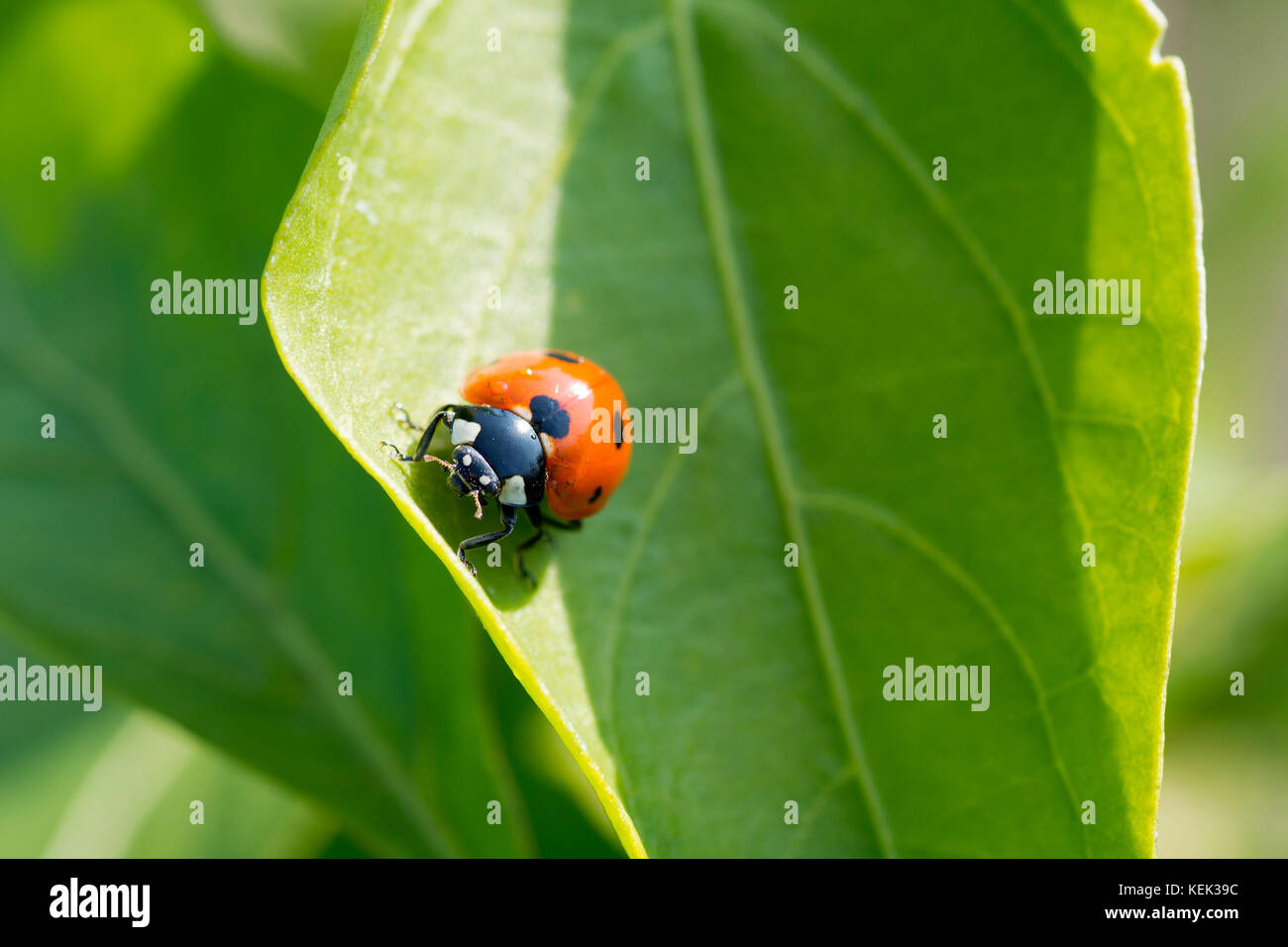 Closeup photo of a ladybug climbing a green leaf on a sunny day with a blurred background Stock Photo