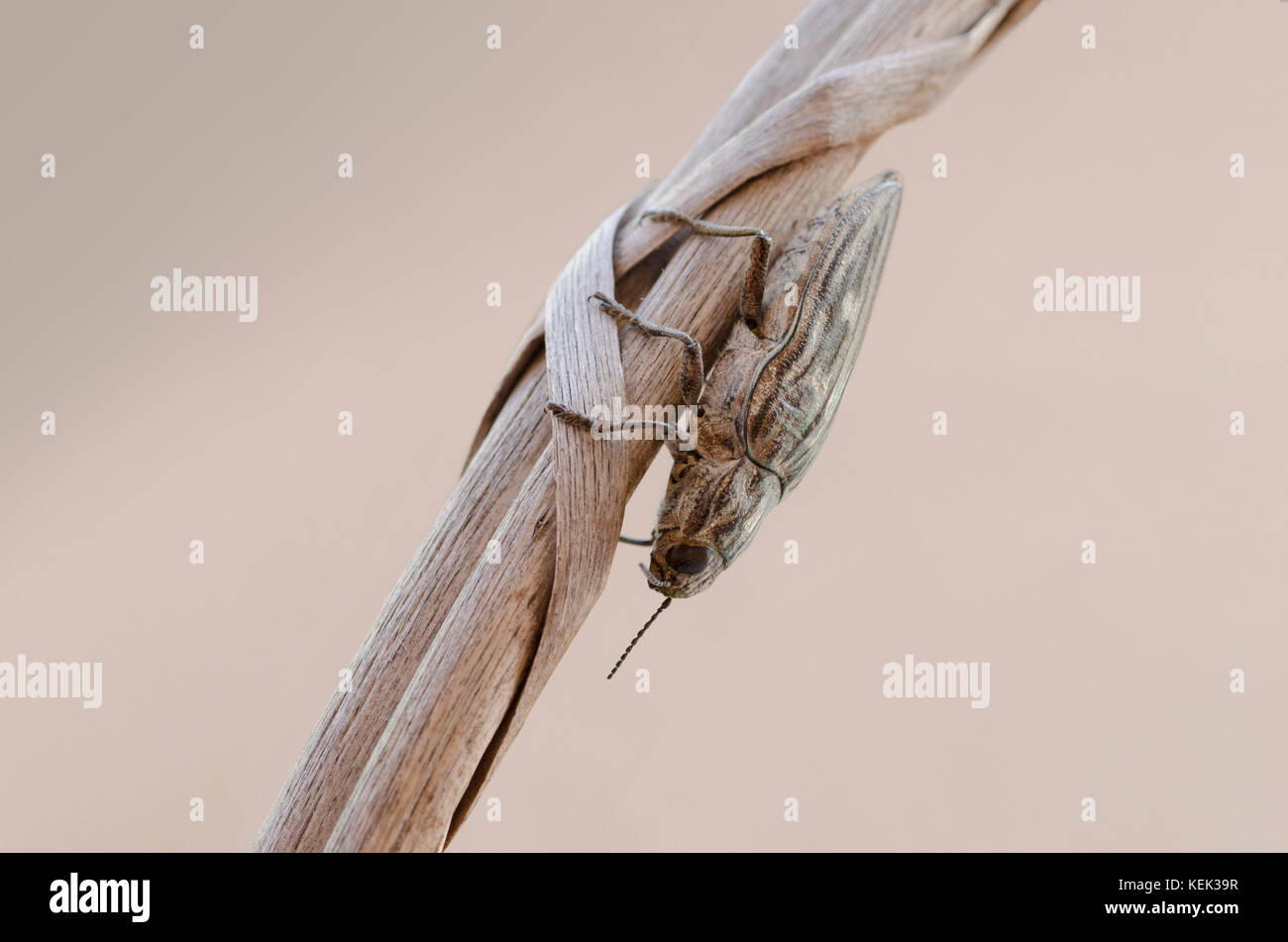 Detailed view of Chalcophora mariana beetle - Pine borer Stock Photo
