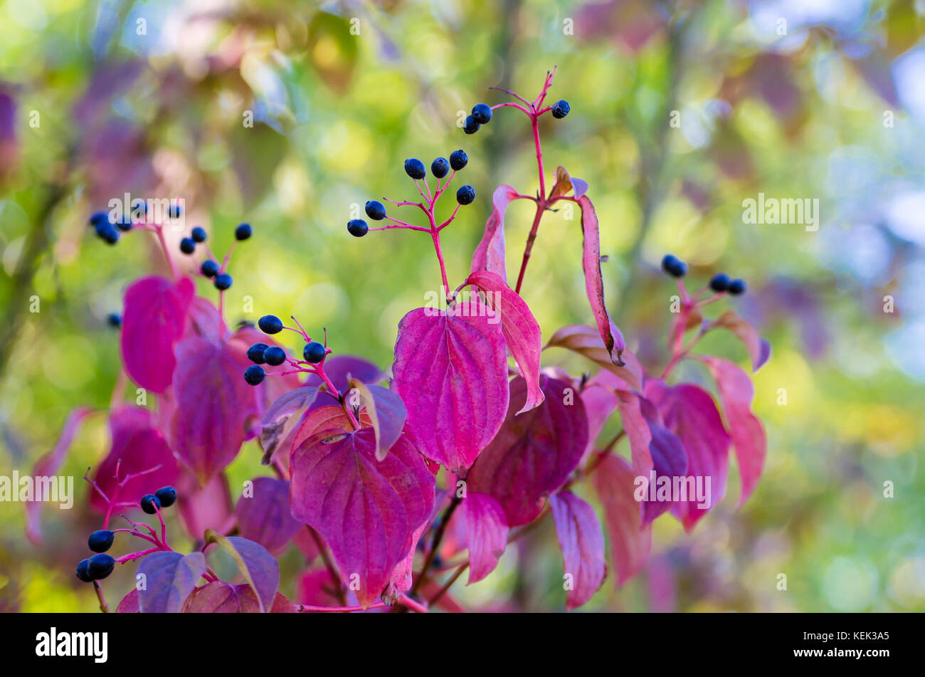 Photographs of Elderberry fruits in the wild on a sunny autumn day Stock Photo