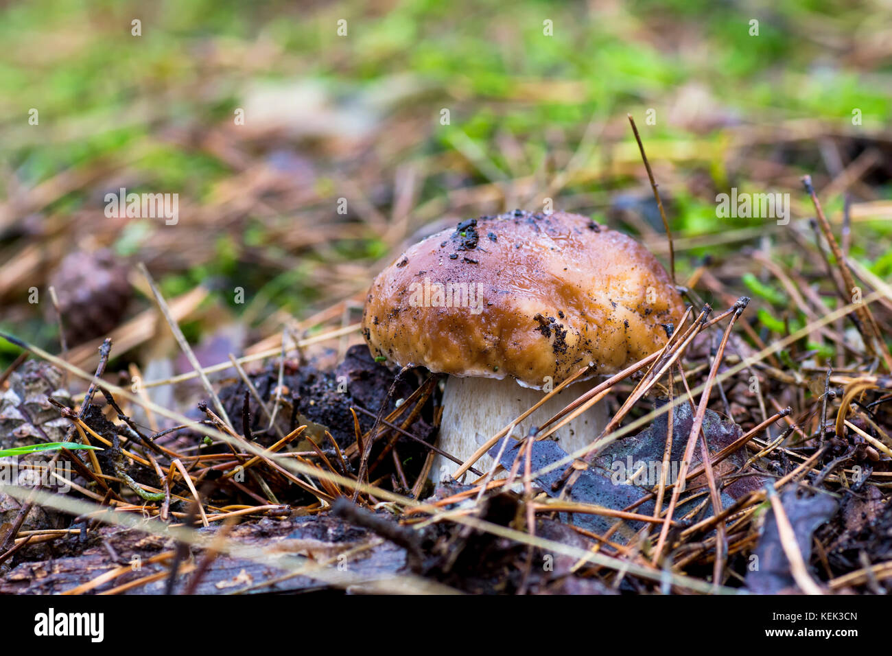 Close-up photo of a mushroom with drops of dew on moss and between a needle in a forest in an autumn day with a blurred background Stock Photo