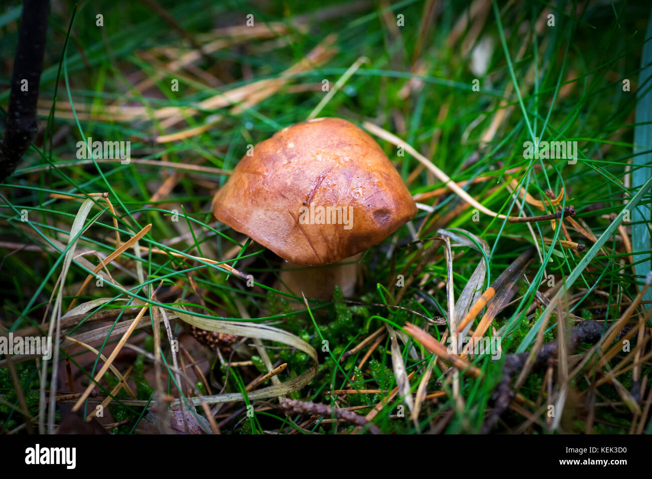 Close-up photo of a mushroom with drops of dew on moss and between a needle in a forest in an autumn day with a blurred background Stock Photo