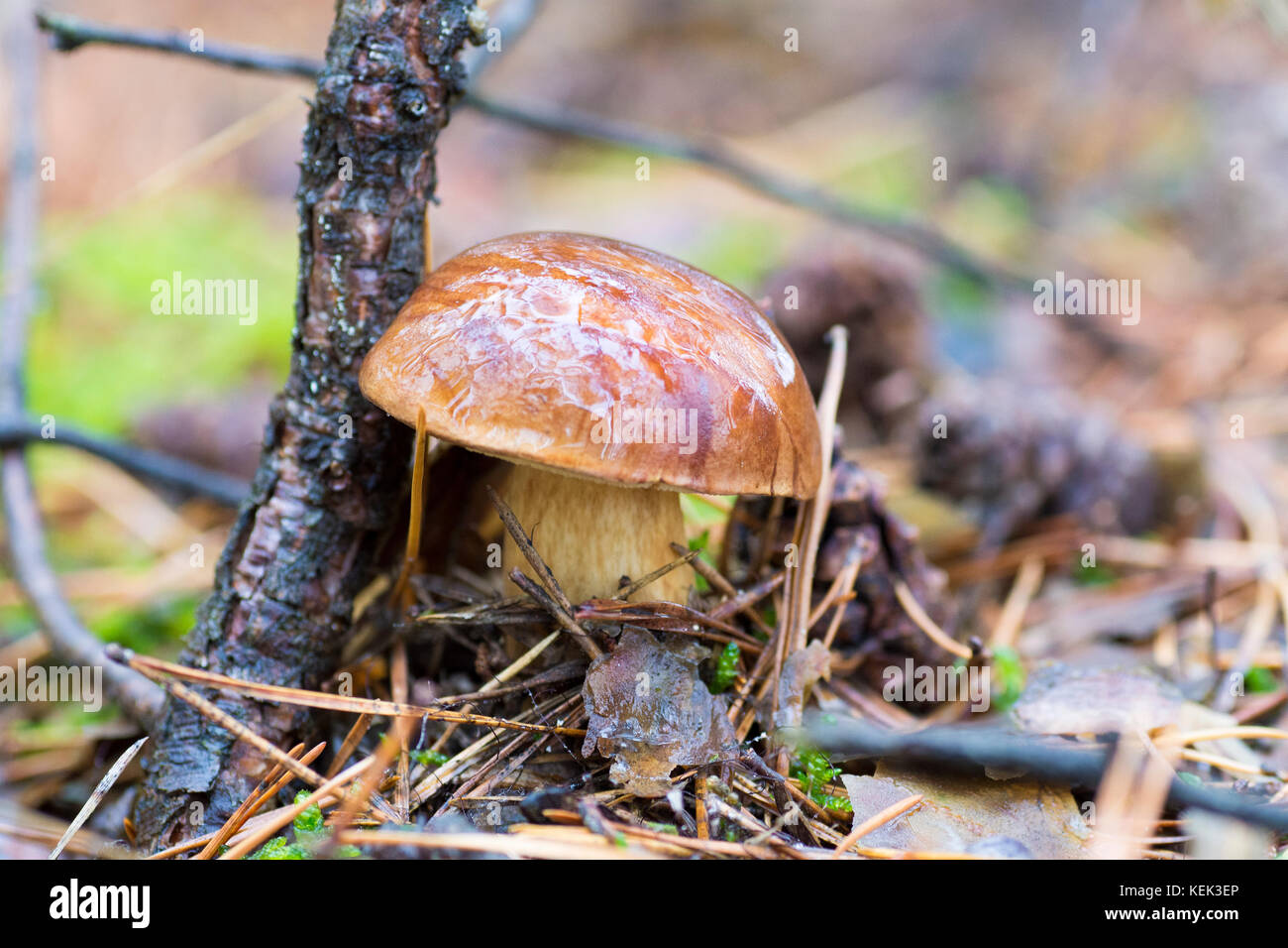 Close-up photo of a mushroom with drops of dew on moss and between a needle in a forest in an autumn day with a blurred background Stock Photo