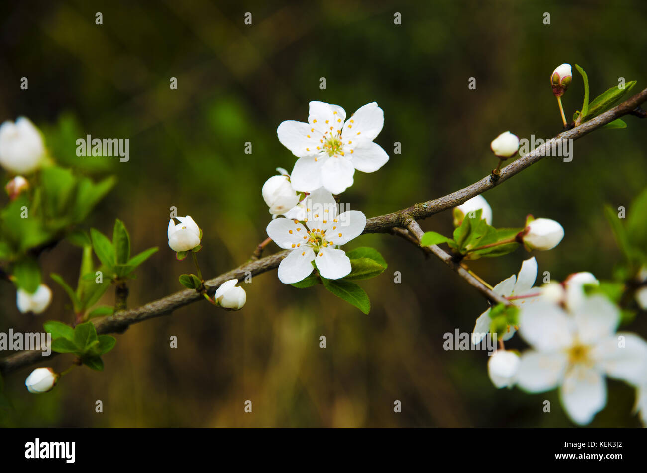 Close-up view on a twig with flowers and leaves of flowering tree in the garden on a spring sunny day Stock Photo