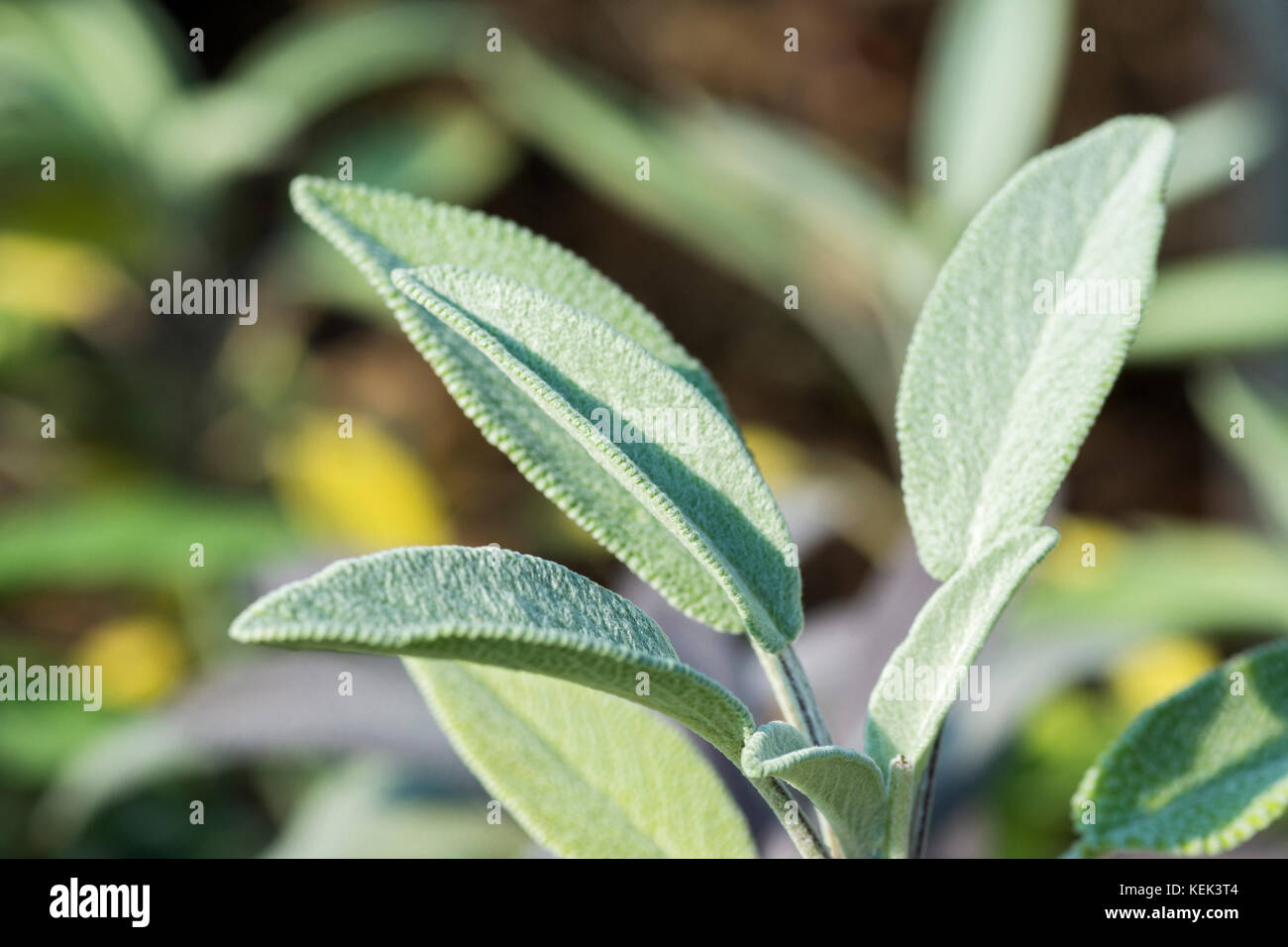 Close-up photo of sage leaves on a meadow on a sunny day with a blurred background Stock Photo