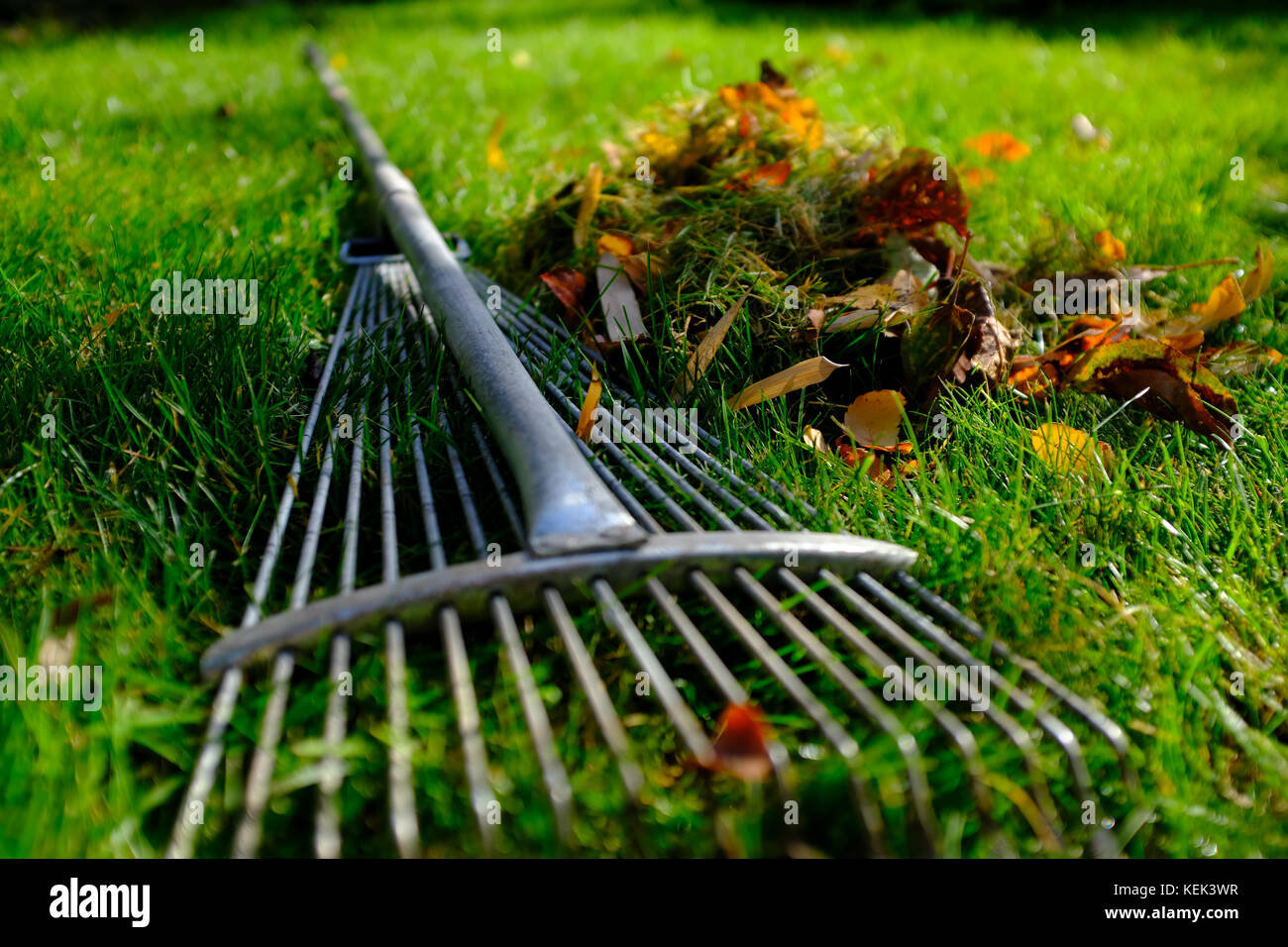 Garden rake and leaves in the Autumn Stock Photo Alamy