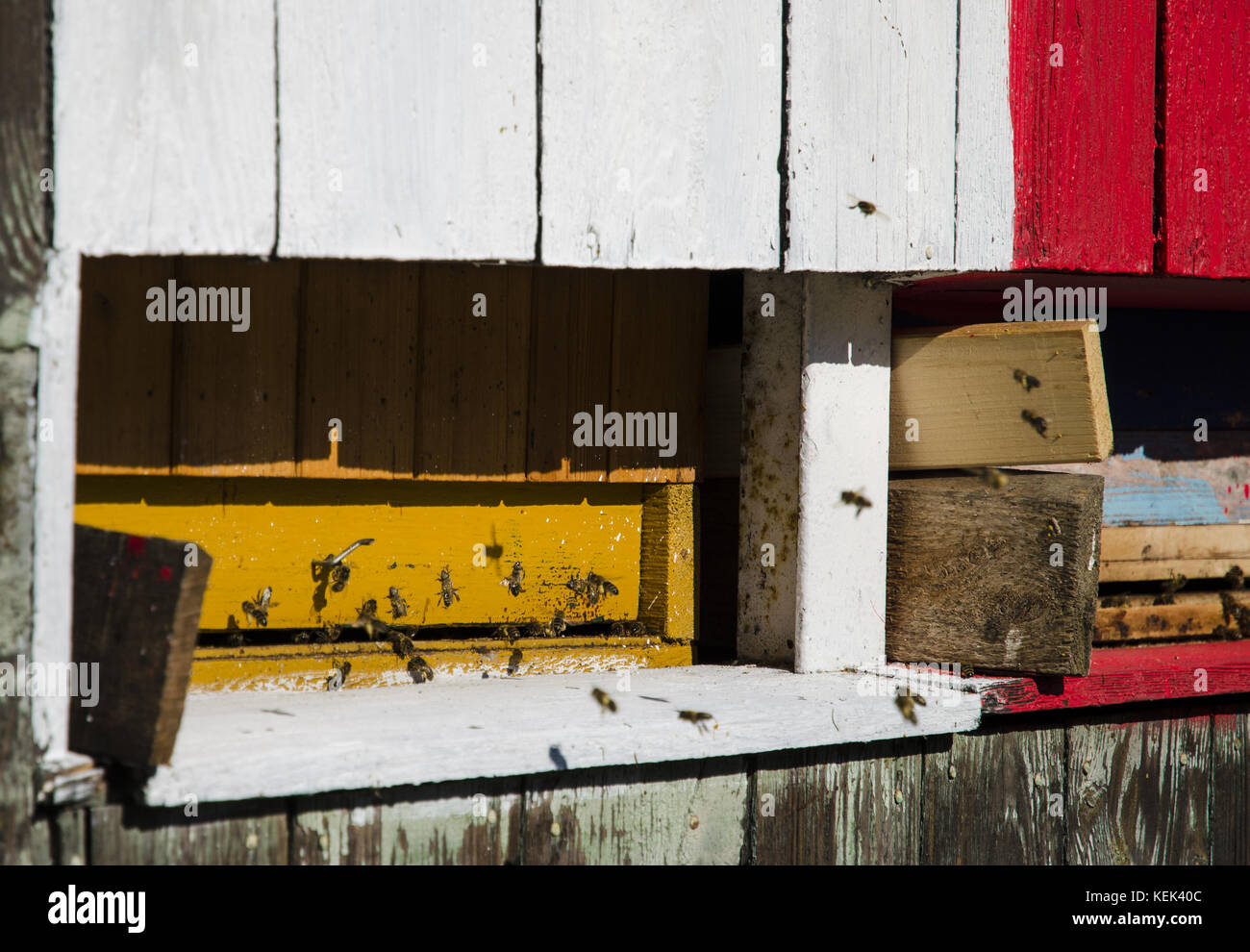 Detailed view of an old wooden colorful apiary and flying bees carrying honey on a sunny day Stock Photo